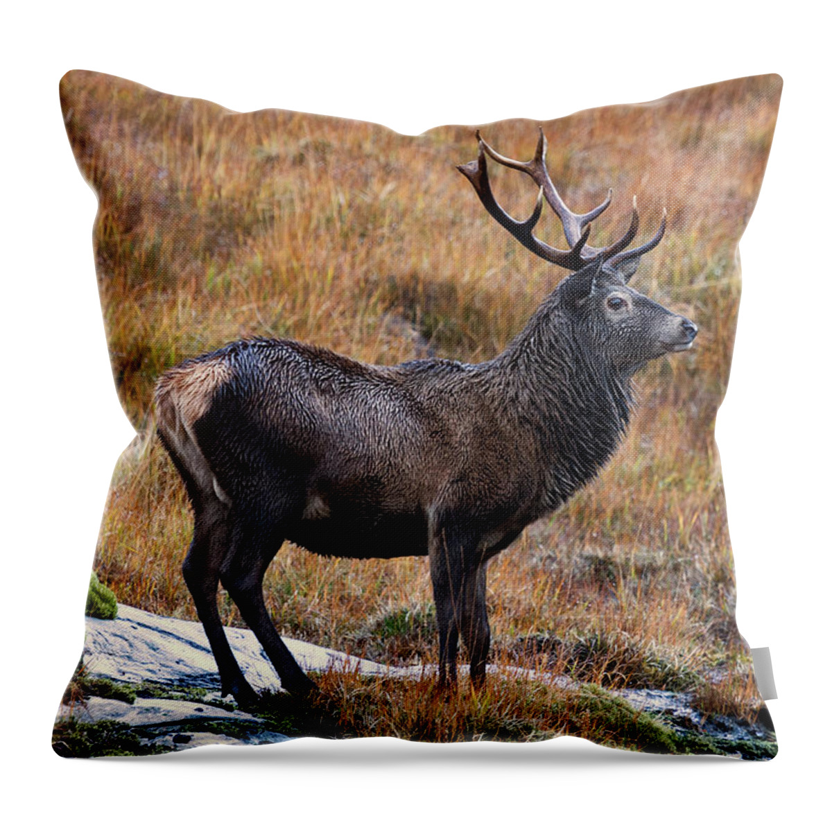 Stag Throw Pillow featuring the photograph Red Deer Stag in Autumn by Derek Beattie