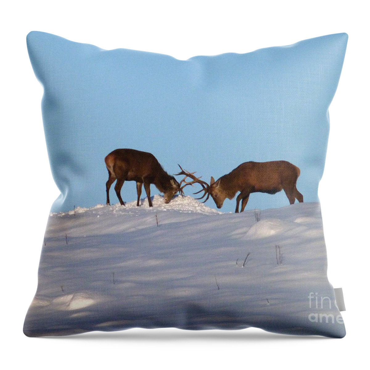 Red Deer Stags Throw Pillow featuring the photograph Red deer stags - winter sparring by Phil Banks