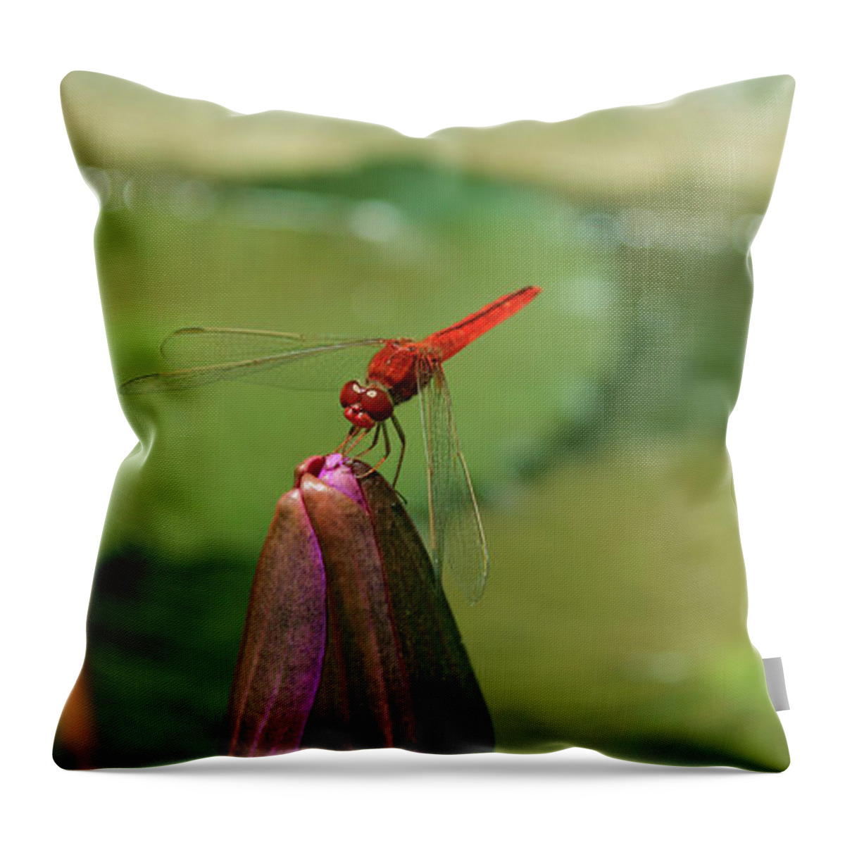 Dragonfly Throw Pillow featuring the photograph Red Dragonfly at Lady Buddha by Samantha Delory