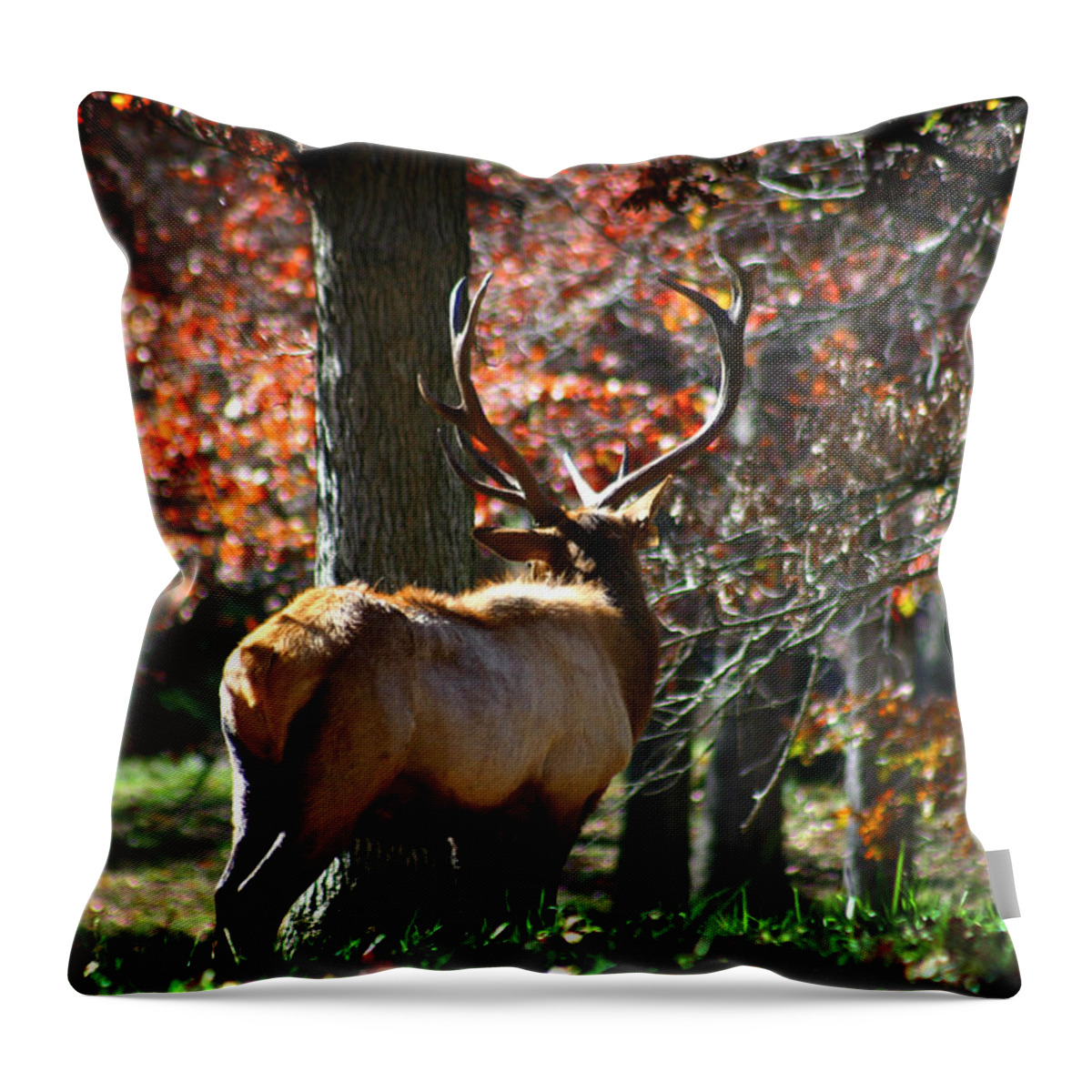 Elk Throw Pillow featuring the photograph Red Elk by Anthony Jones