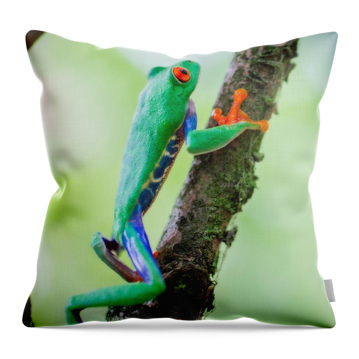 Costa Rica Throw Pillow featuring the photograph red eyed tree frog Costa Rica by Dirk Ercken