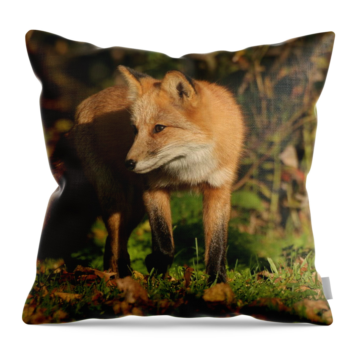 Red Fox Throw Pillow featuring the photograph Red Fox by Doris Potter