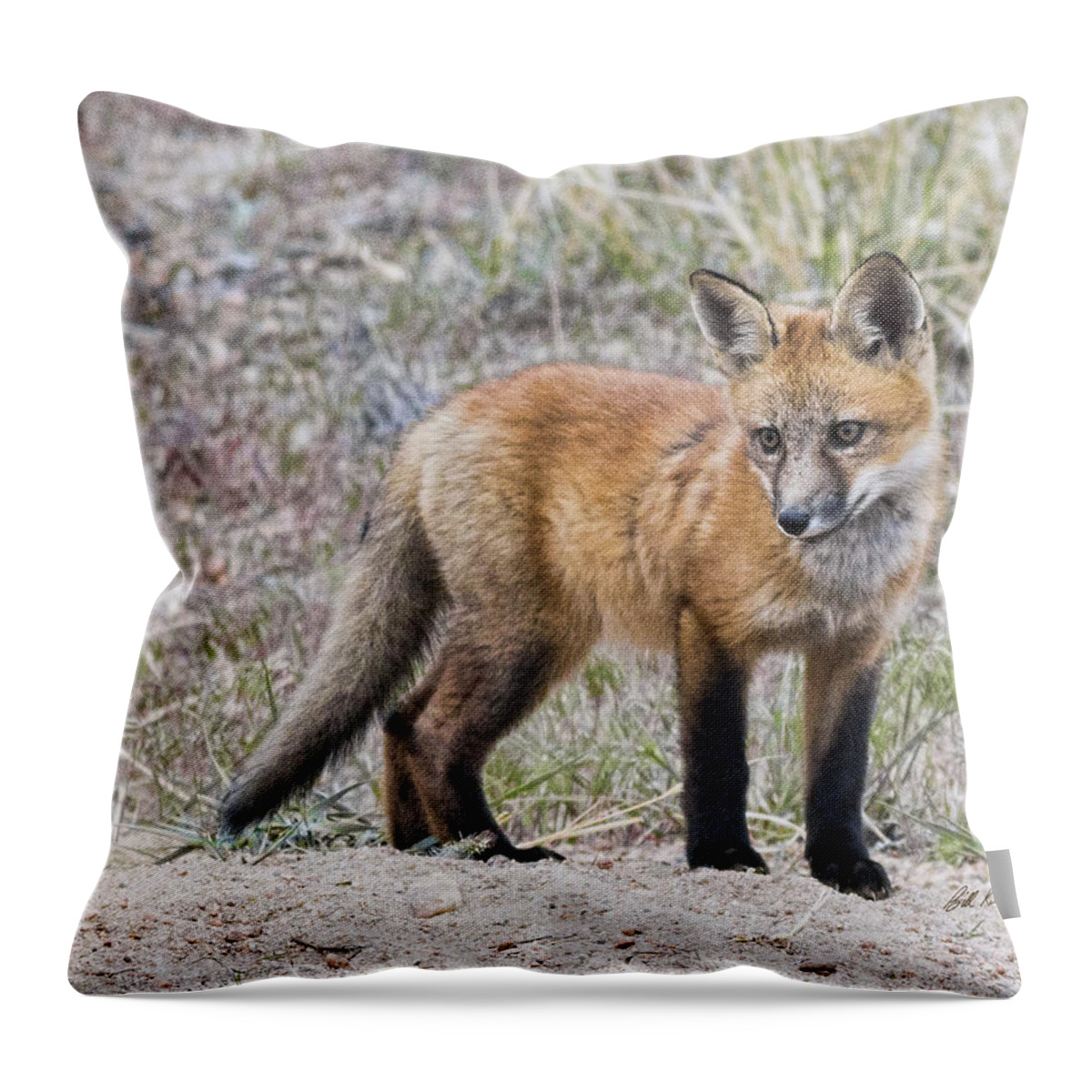 Bill Kesler Photography Throw Pillow featuring the photograph Red Fox Kit by Bill Kesler