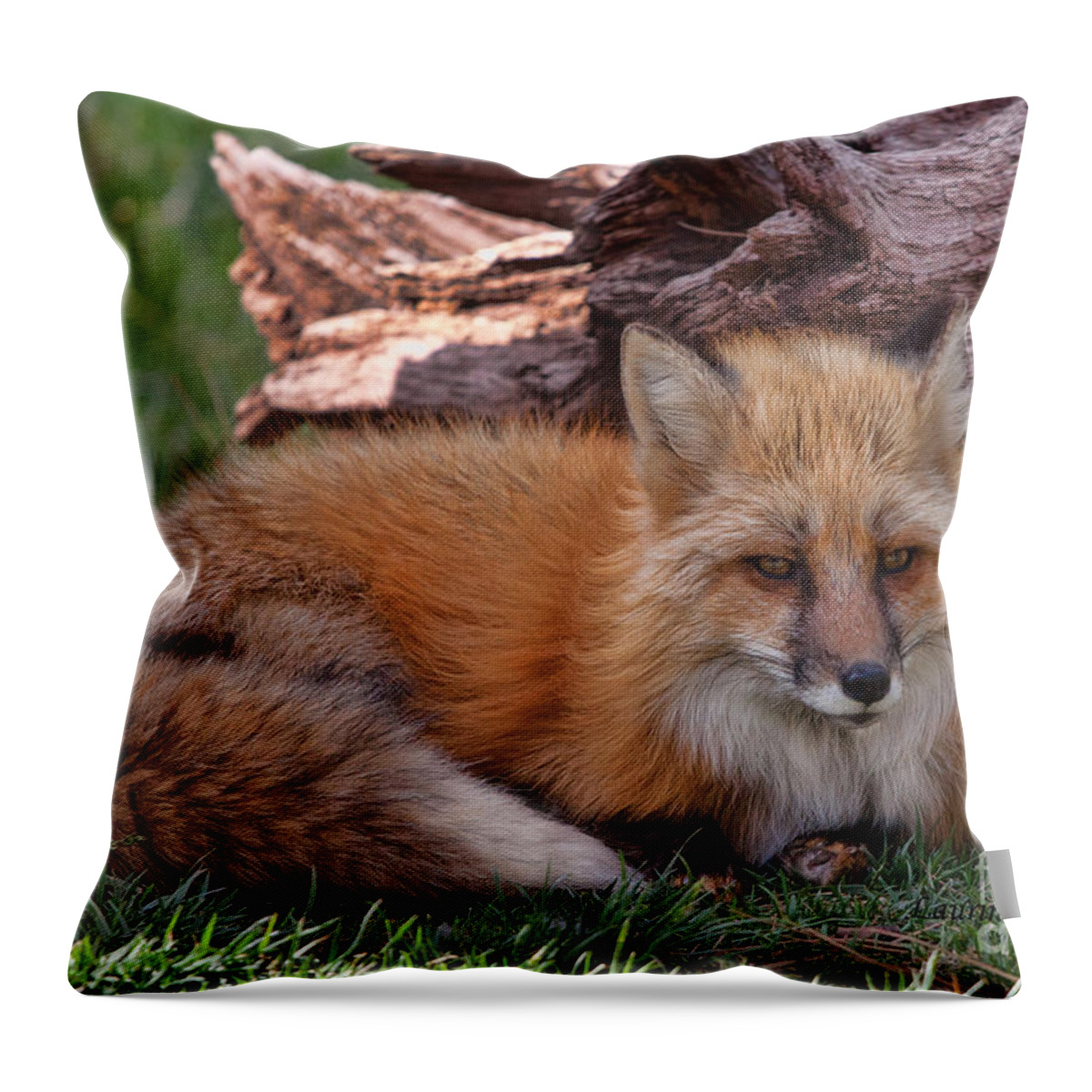 Photographs Throw Pillow featuring the photograph Red Fox by Laurinda Bowling