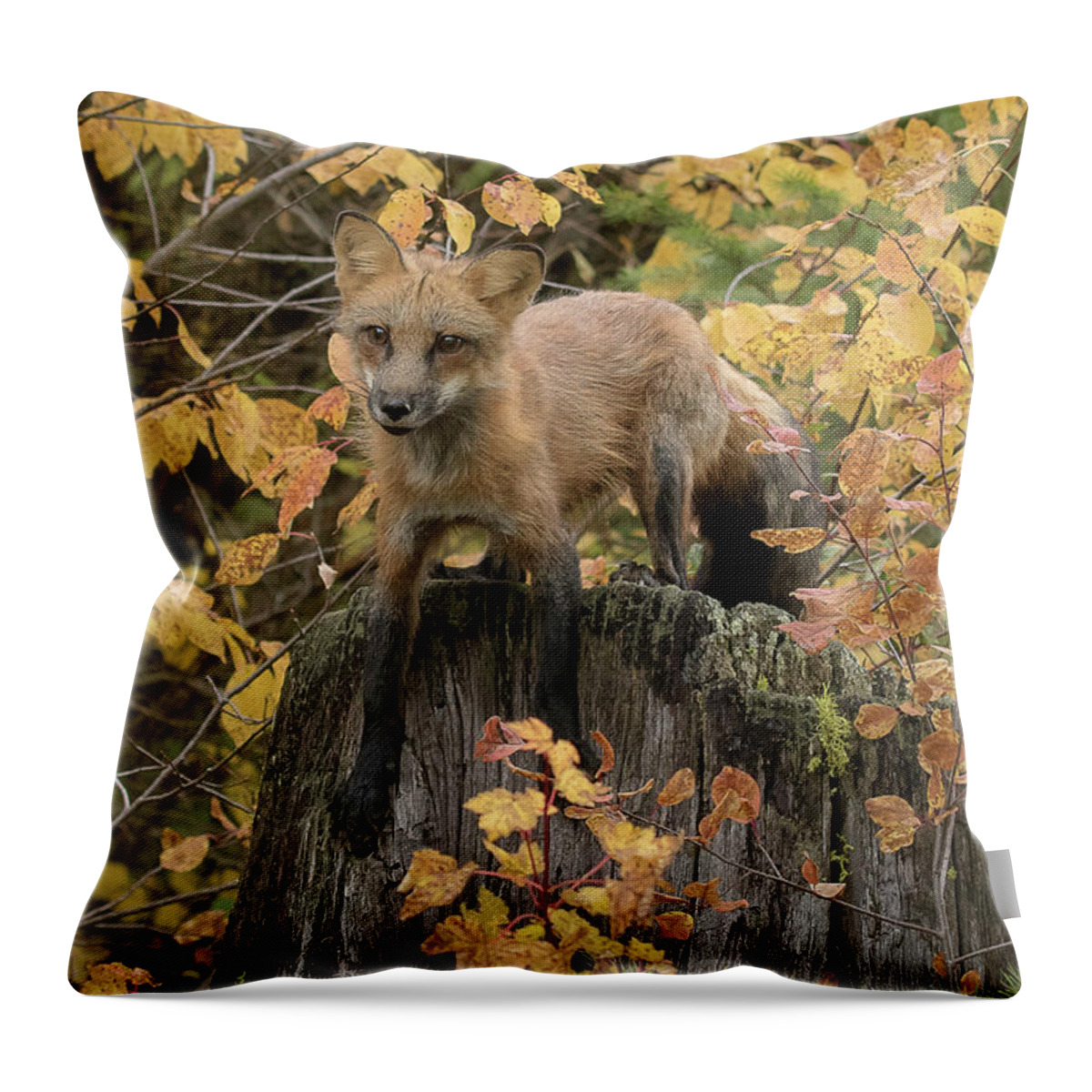 Fox Throw Pillow featuring the photograph Red Fox by Mary Jo Cox