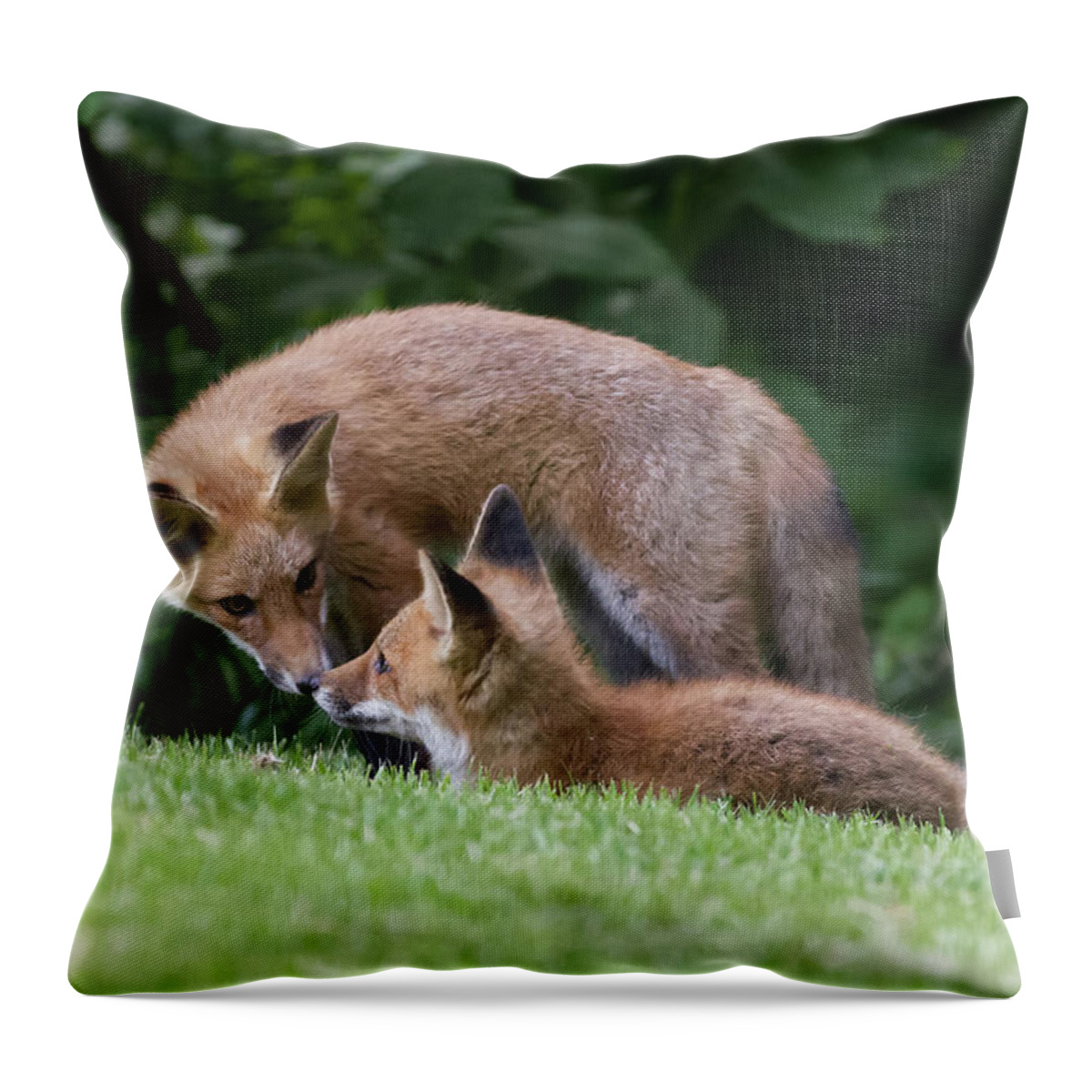 Da* 300 Throw Pillow featuring the photograph Red Fox Mother and Pup by Lori Coleman
