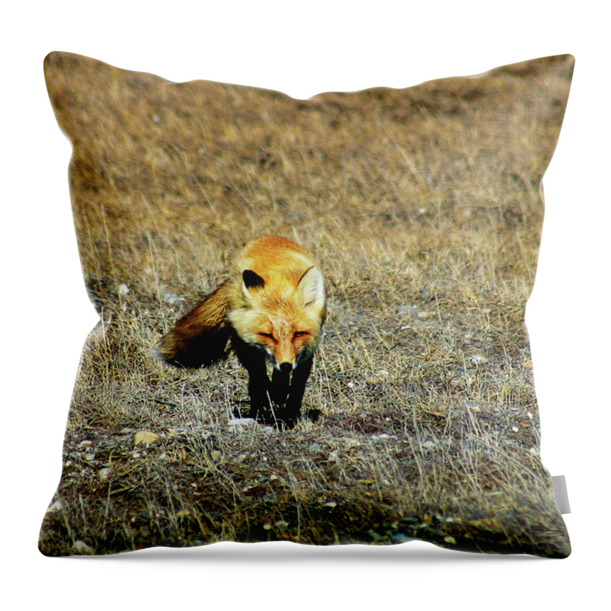 Red Fox Throw Pillow featuring the photograph Red Fox on the Tundra by Anthony Jones