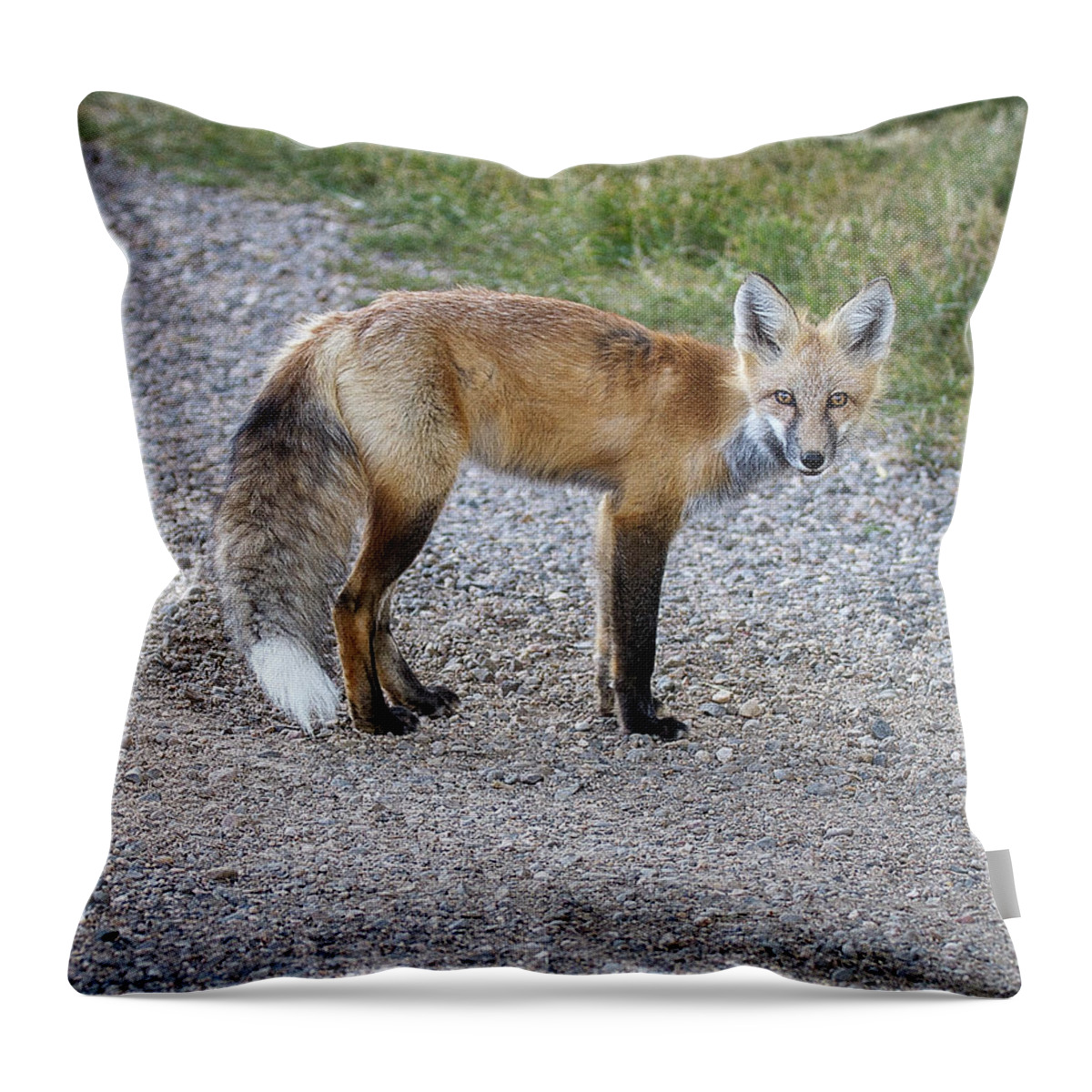 Red Fox Throw Pillow featuring the photograph Red Fox by Ronald Lutz