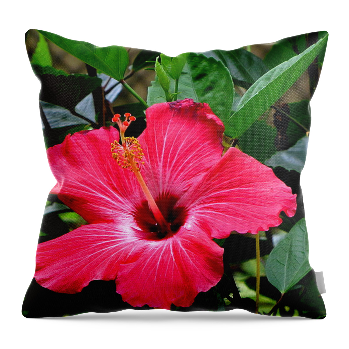 Hibiscus Throw Pillow featuring the photograph Red Hibiscus by Christopher Mercer
