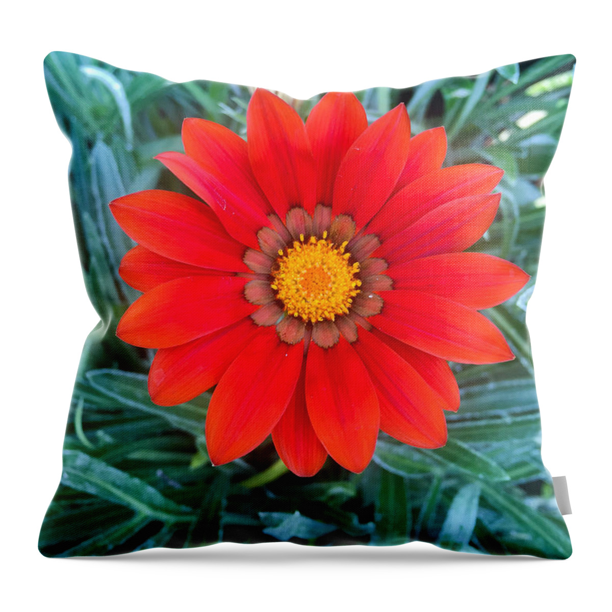 Msu Throw Pillow featuring the photograph Red Intensity by Joseph Yarbrough