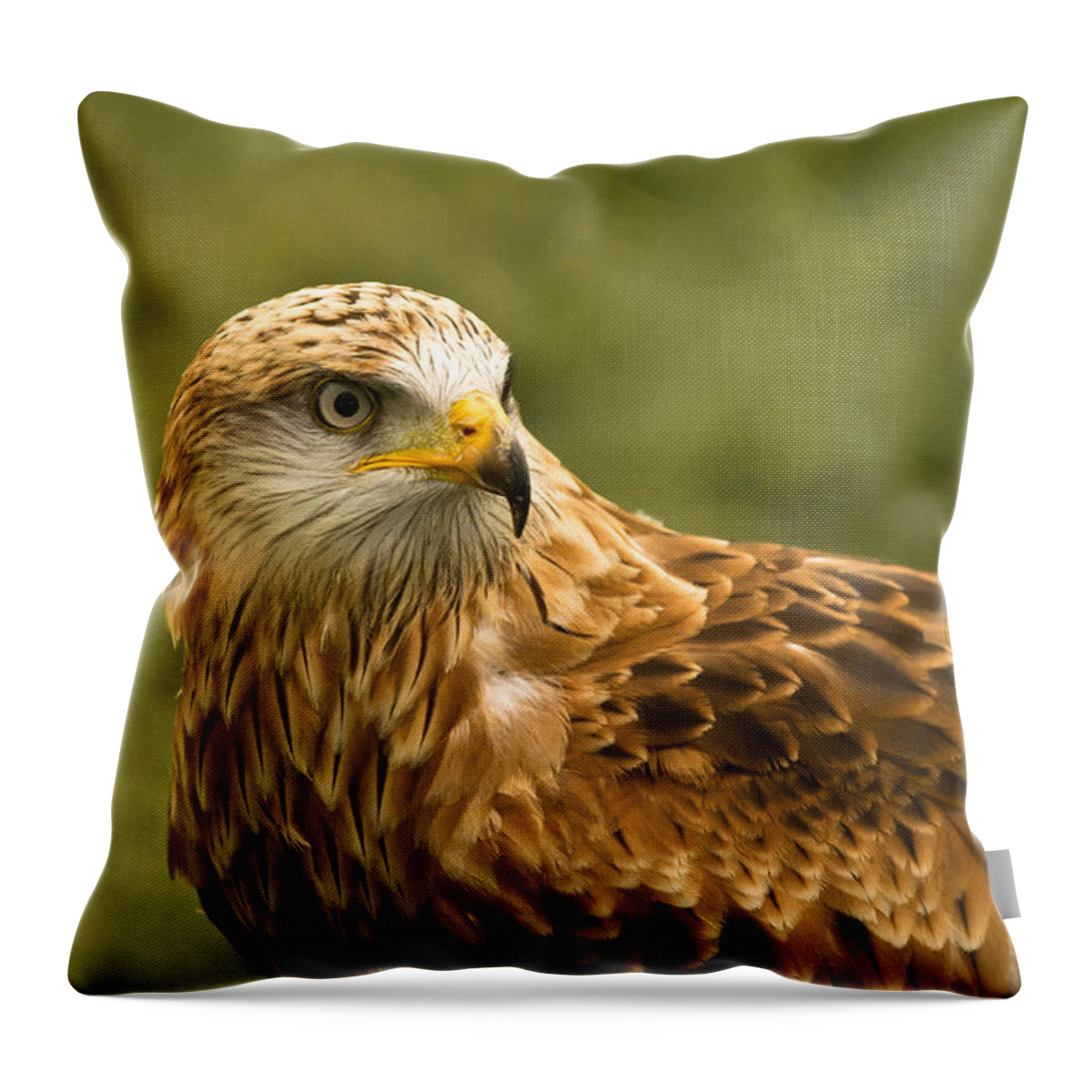 Red Kite Throw Pillow featuring the photograph Red Kite by Scott Carruthers