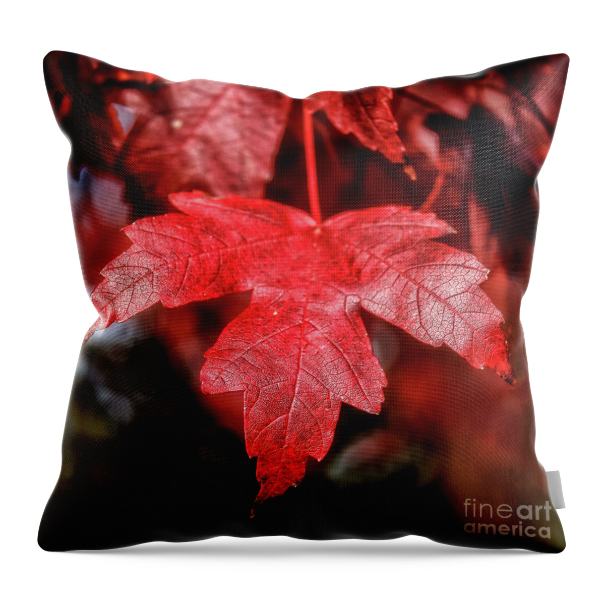 Maple Throw Pillow featuring the photograph Red Leaf by Robert Bales