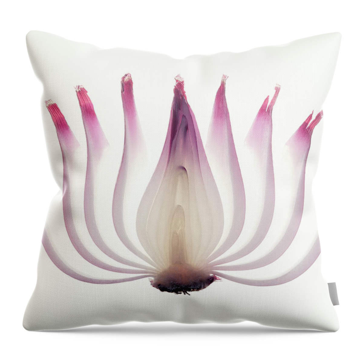 Red Throw Pillow featuring the photograph Red Onion Translucent peeled layers by Johan Swanepoel