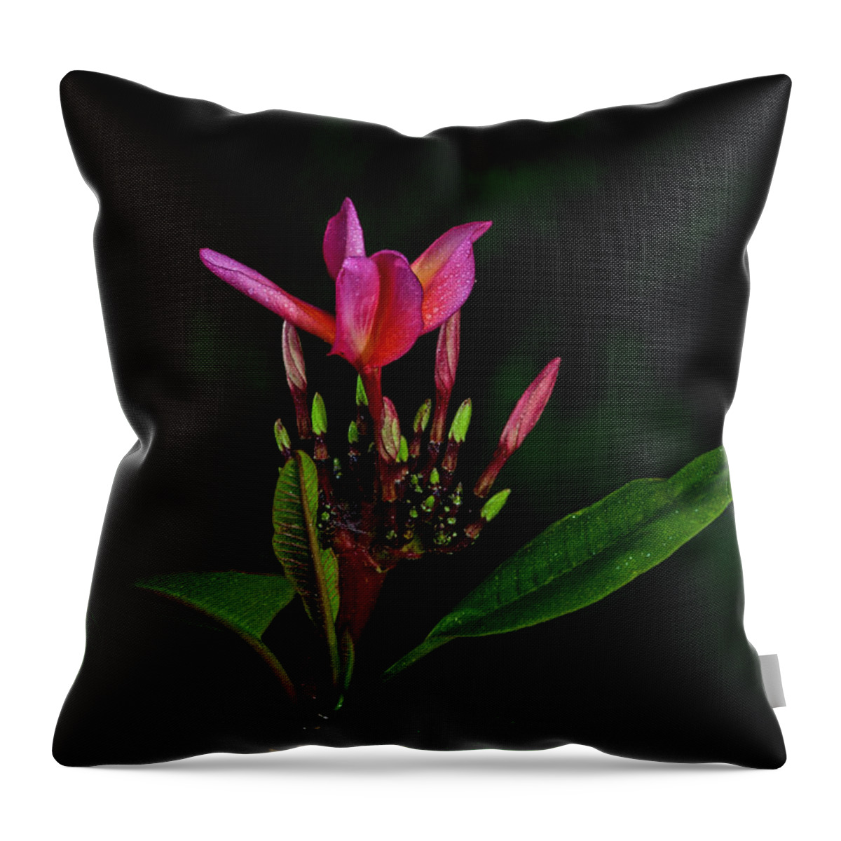 Red Flower Throw Pillow featuring the photograph Red Plumeria by John A Rodriguez