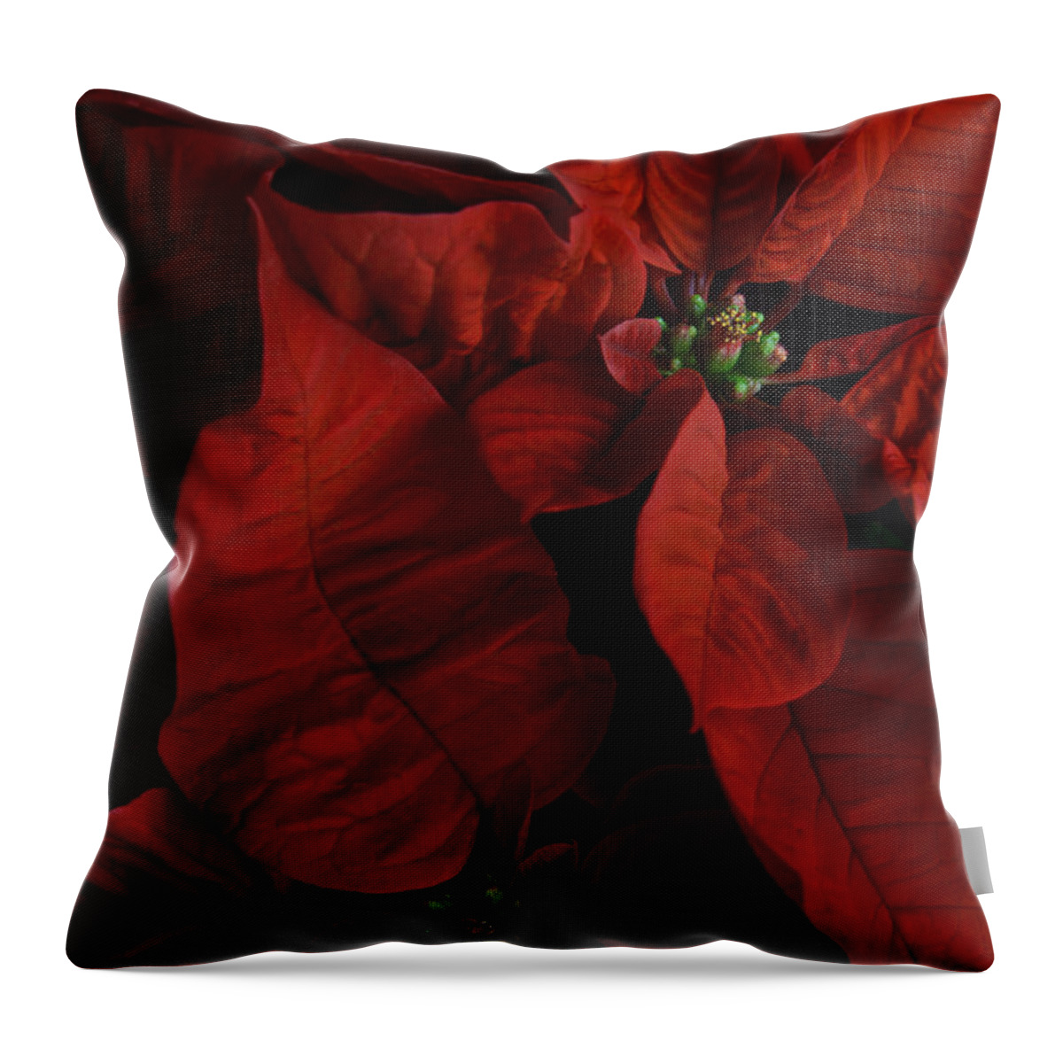Euphorbia Pulcherrima Throw Pillow featuring the photograph Red Poinsettia by Ann Garrett