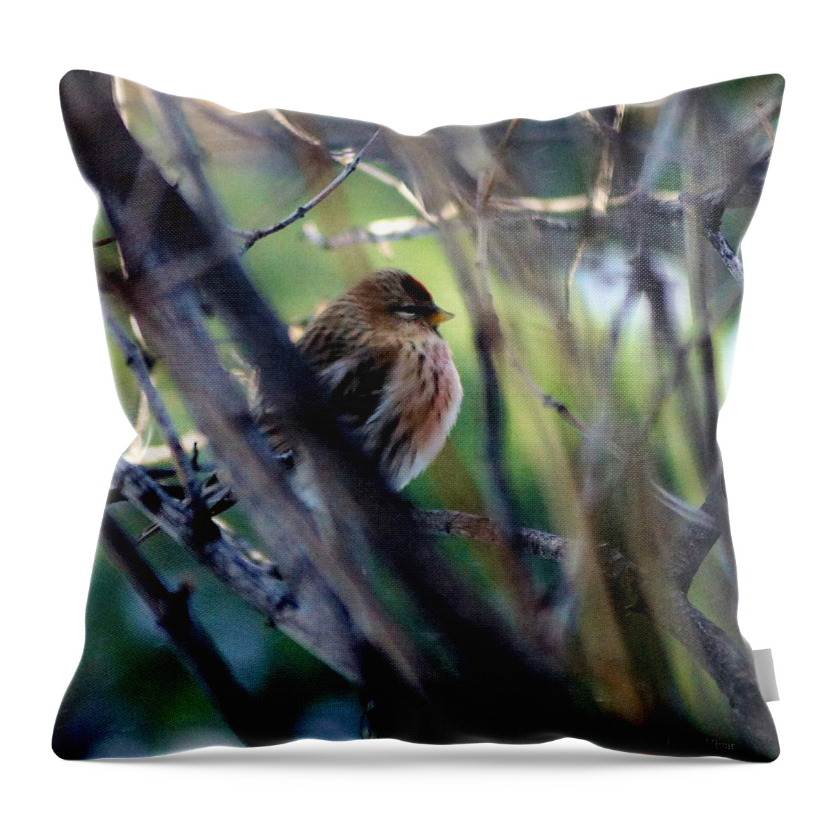 Red Poll Throw Pillow featuring the photograph Red Poll, Resting by Tracey Vivar