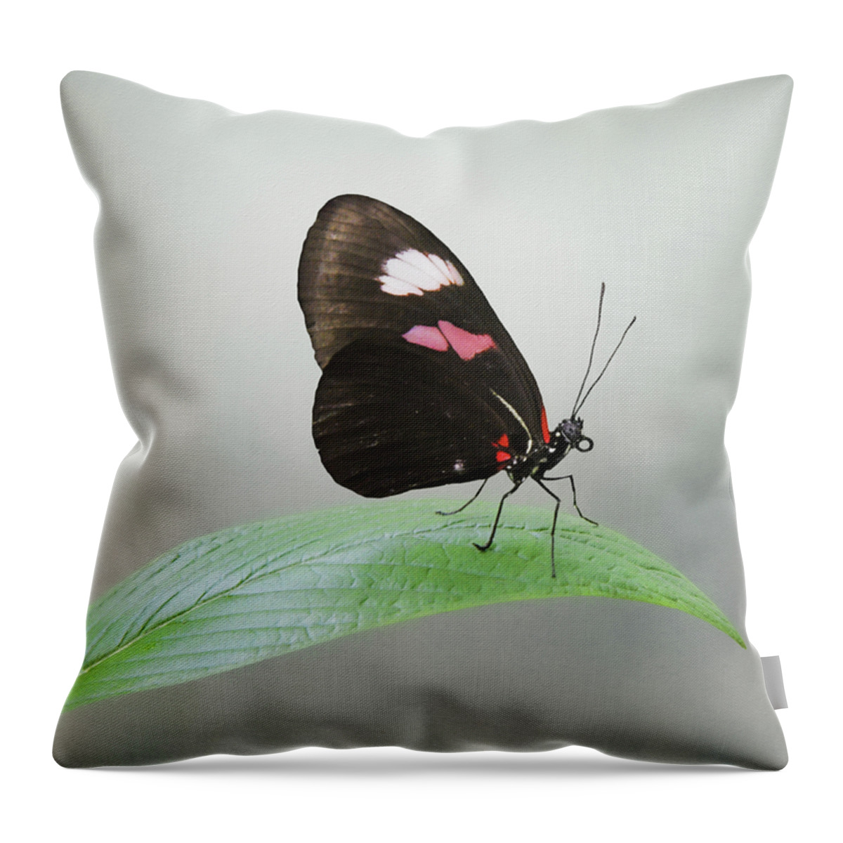 Red Postman Butterfly Throw Pillow featuring the photograph Red Postman by Steven Michael