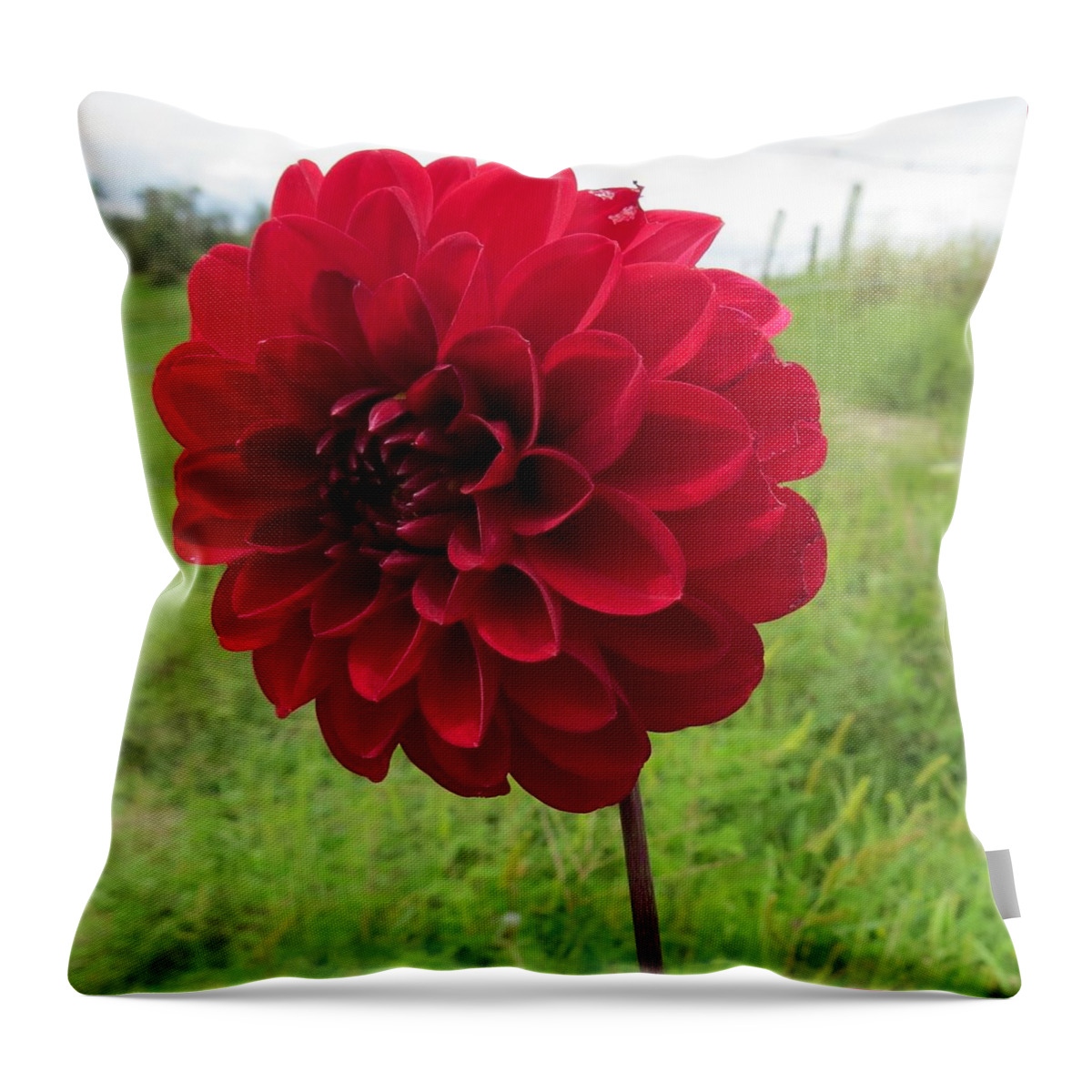Flower Throw Pillow featuring the photograph Red, Red, Red by Jeanette Oberholtzer