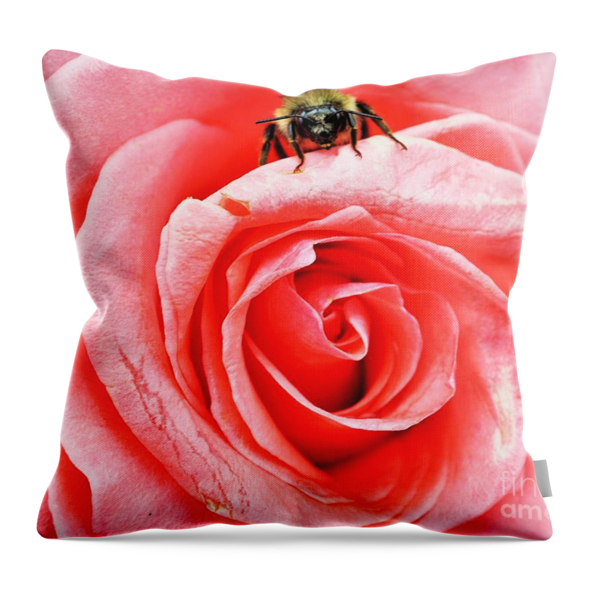 Rose Throw Pillow featuring the photograph Red rose and bee by Merle Grenz