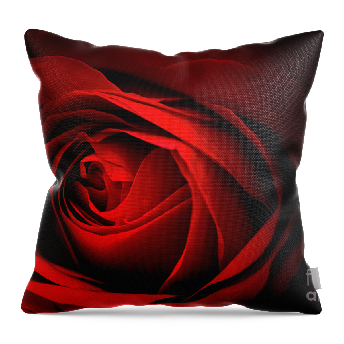 Red Throw Pillow featuring the photograph Red Rose Close by Charline Xia
