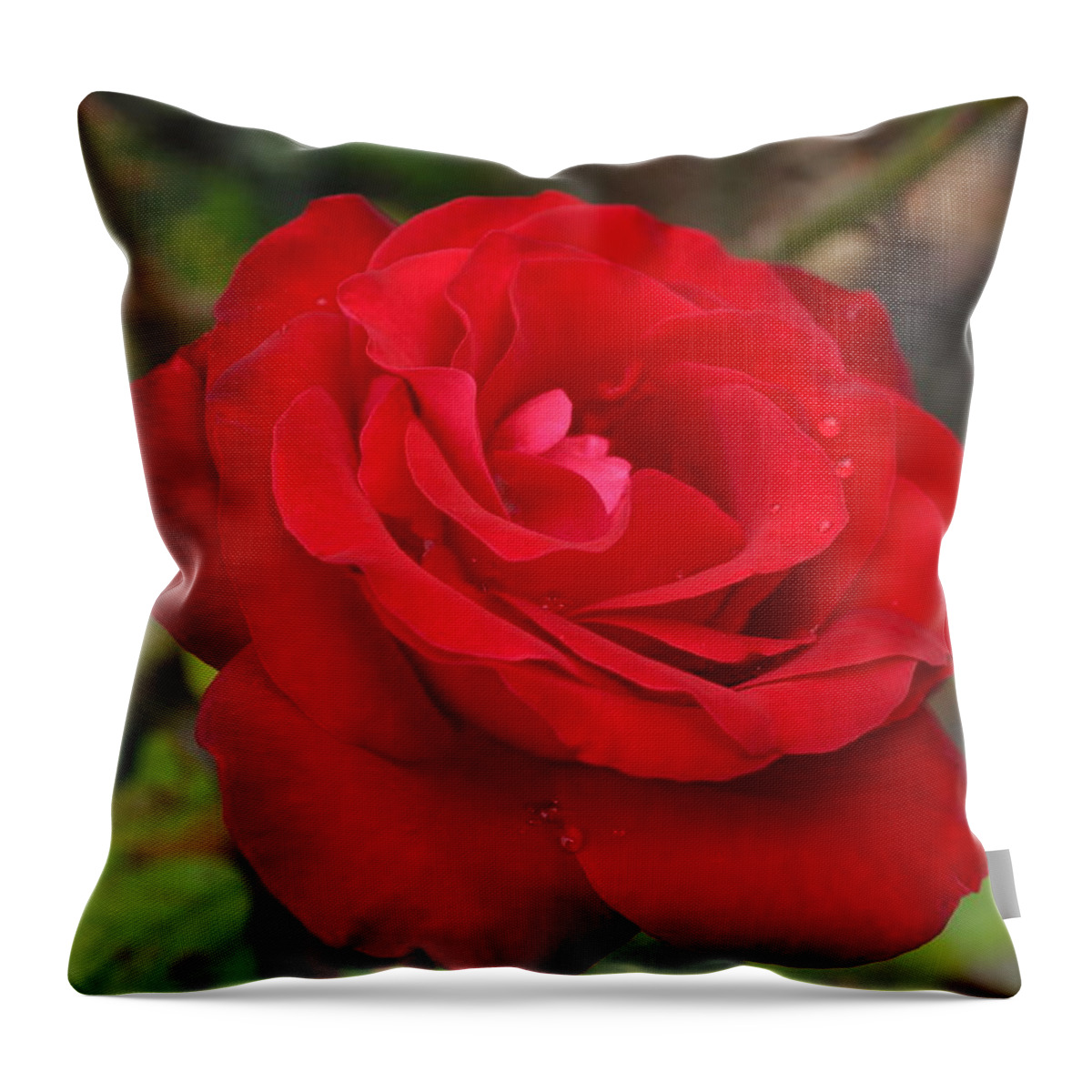 Rose Throw Pillow featuring the photograph Red Rose by Leigh Bandy