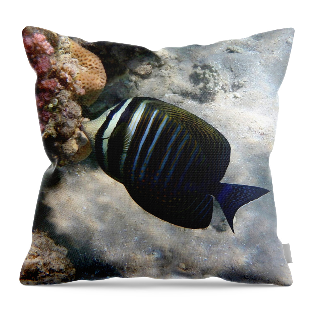 Underwater Throw Pillow featuring the photograph Red Sea Sailfin Tang Makadi Bay by Johanna Hurmerinta