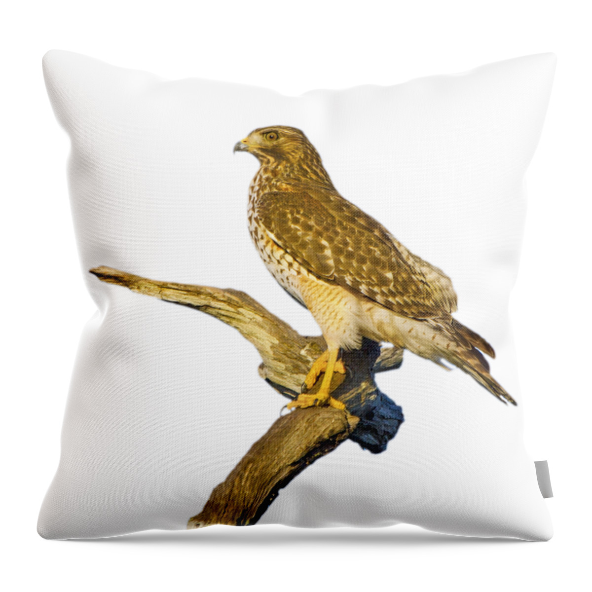 Hawk Throw Pillow featuring the photograph Red Shouldered Hawk Perch by Mark Andrew Thomas