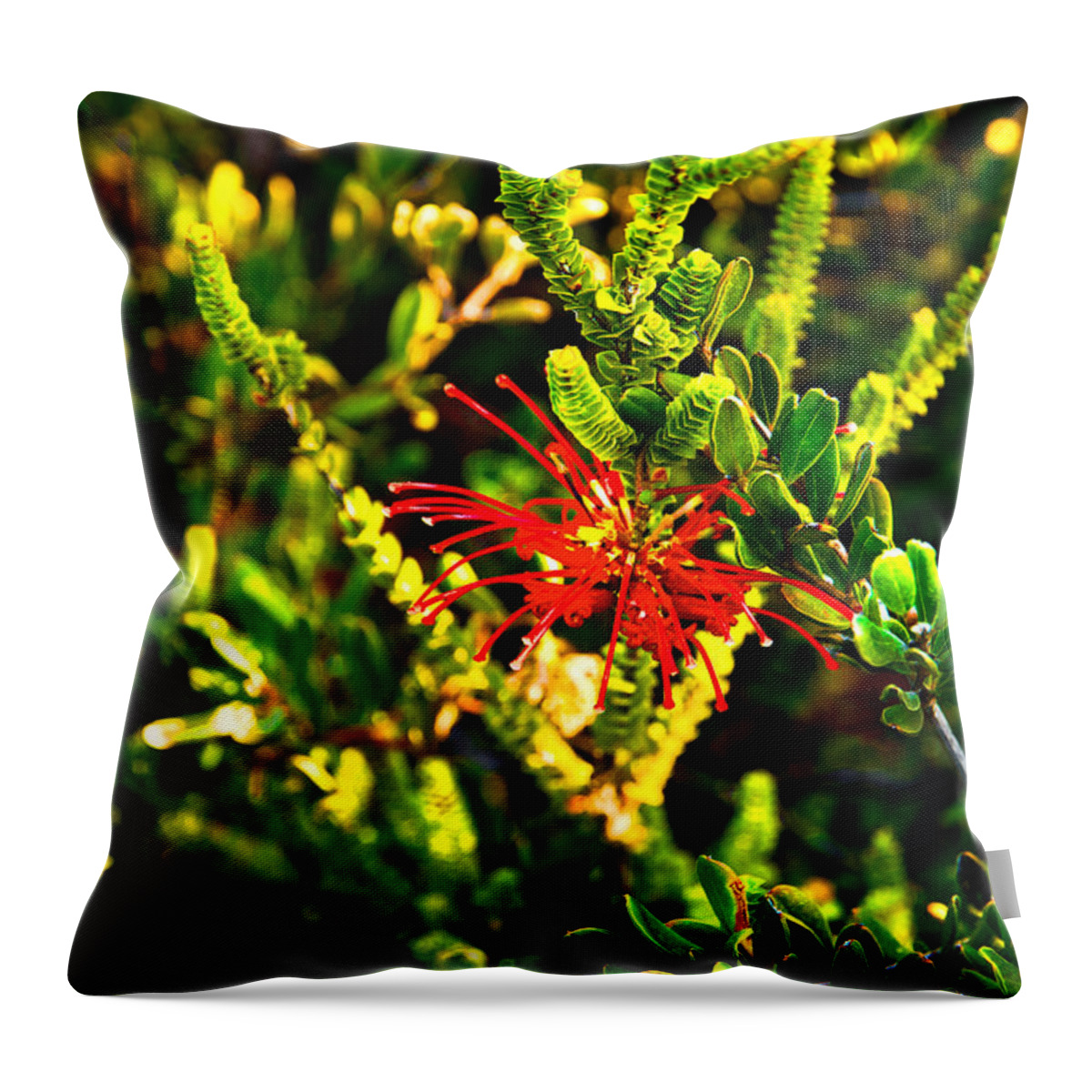 Grevillea Speciosa Ssp. Speciosa Throw Pillow featuring the photograph Red spider flower by Miroslava Jurcik