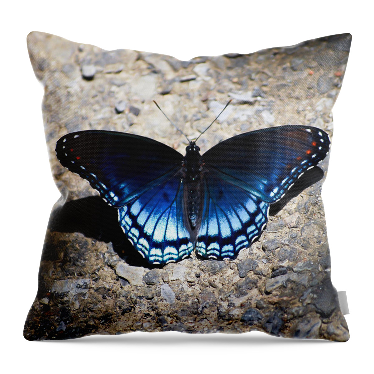 Red-spotted Purple Butterfly Throw Pillow featuring the photograph Red-spotted Purple Butterfly by Kerri Farley