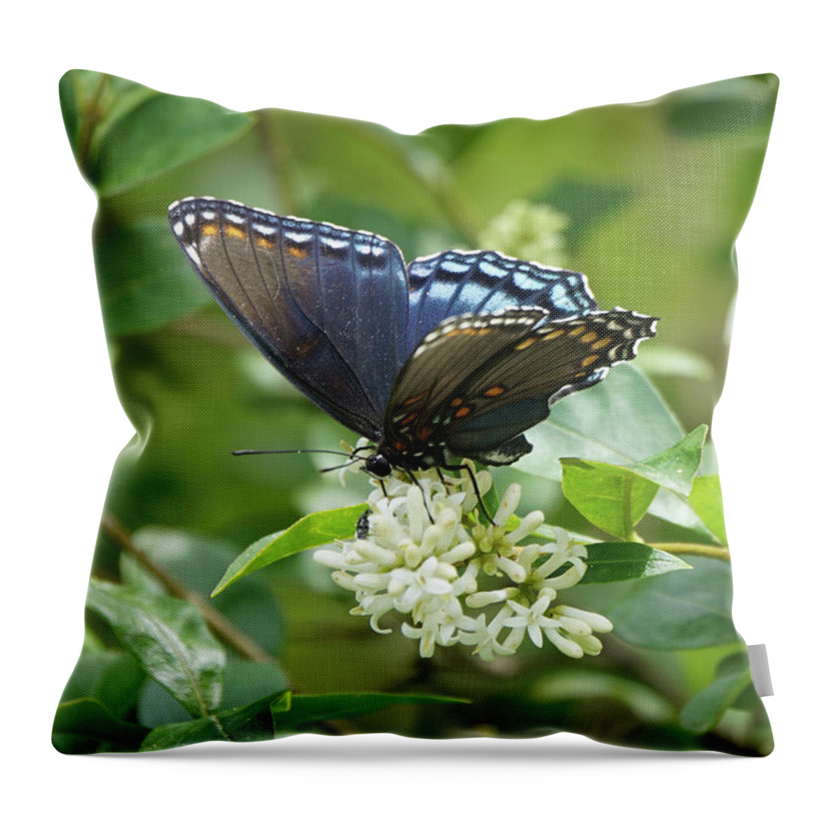Red-spotted Purple Butterfly Throw Pillow featuring the photograph Red-spotted Purple Butterfly on Privet Flowers by Robert E Alter Reflections of Infinity