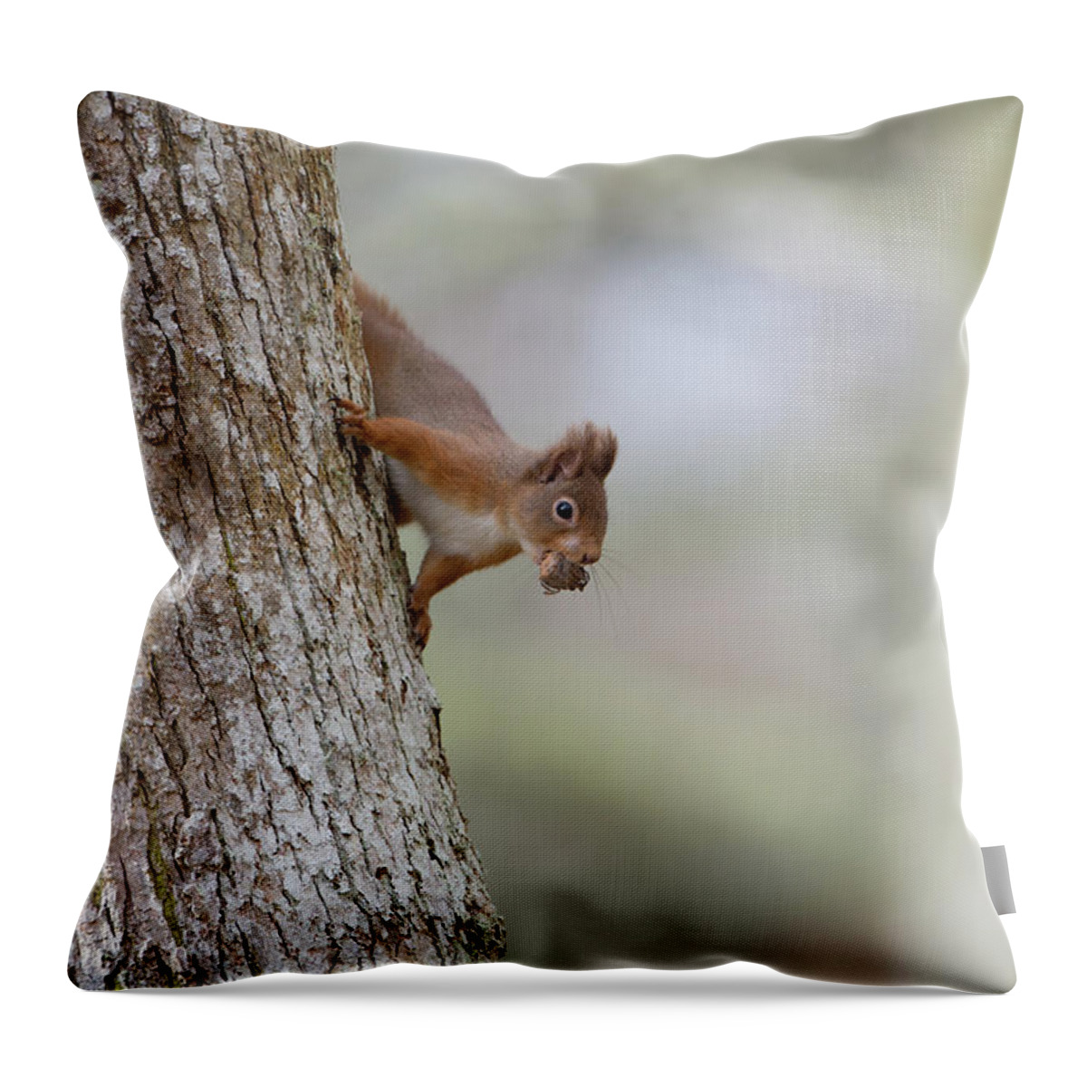 Red Throw Pillow featuring the photograph Red Squirrel Climbing Down A Tree by Pete Walkden
