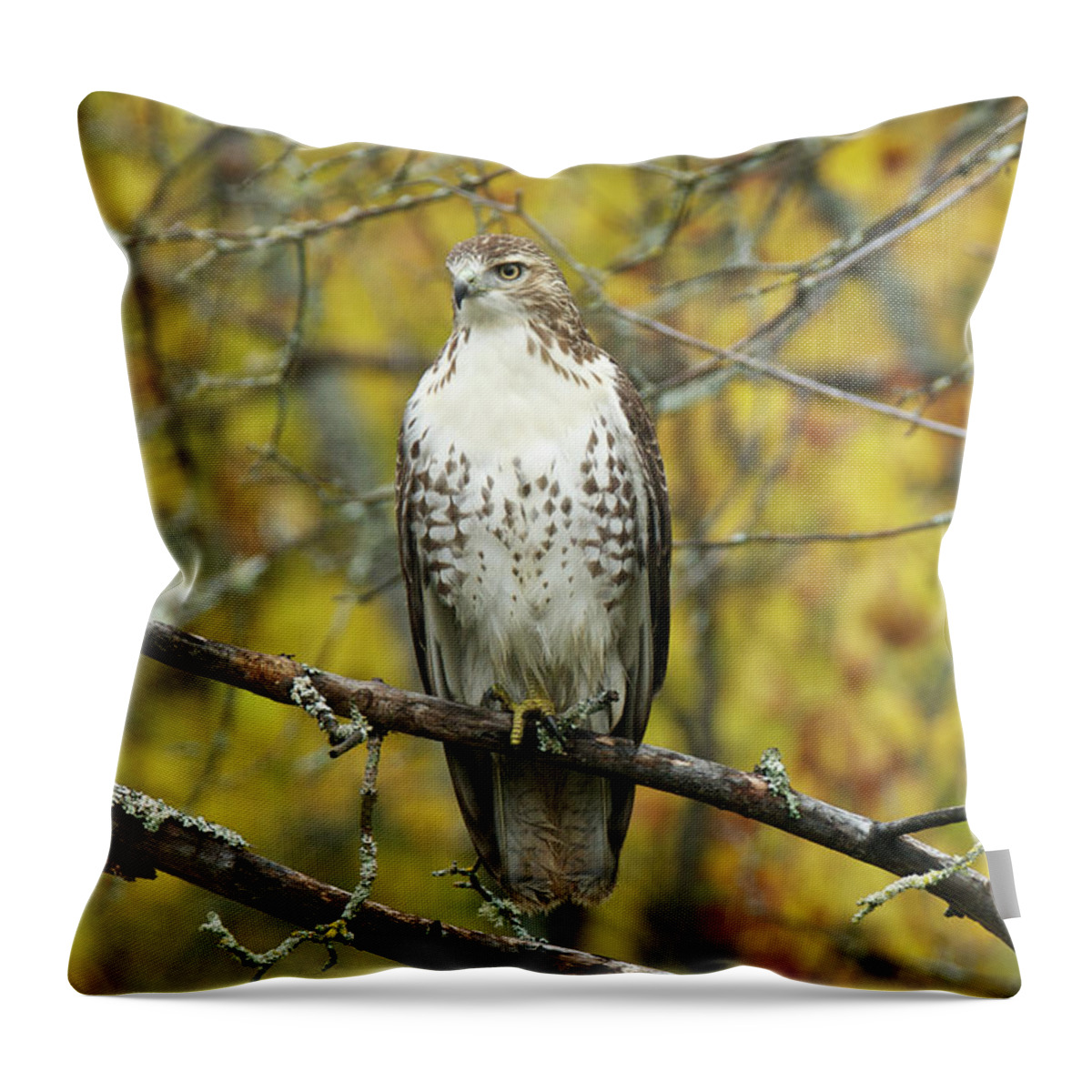 Red Throw Pillow featuring the photograph Red Tail Hawk 9887 by Michael Peychich