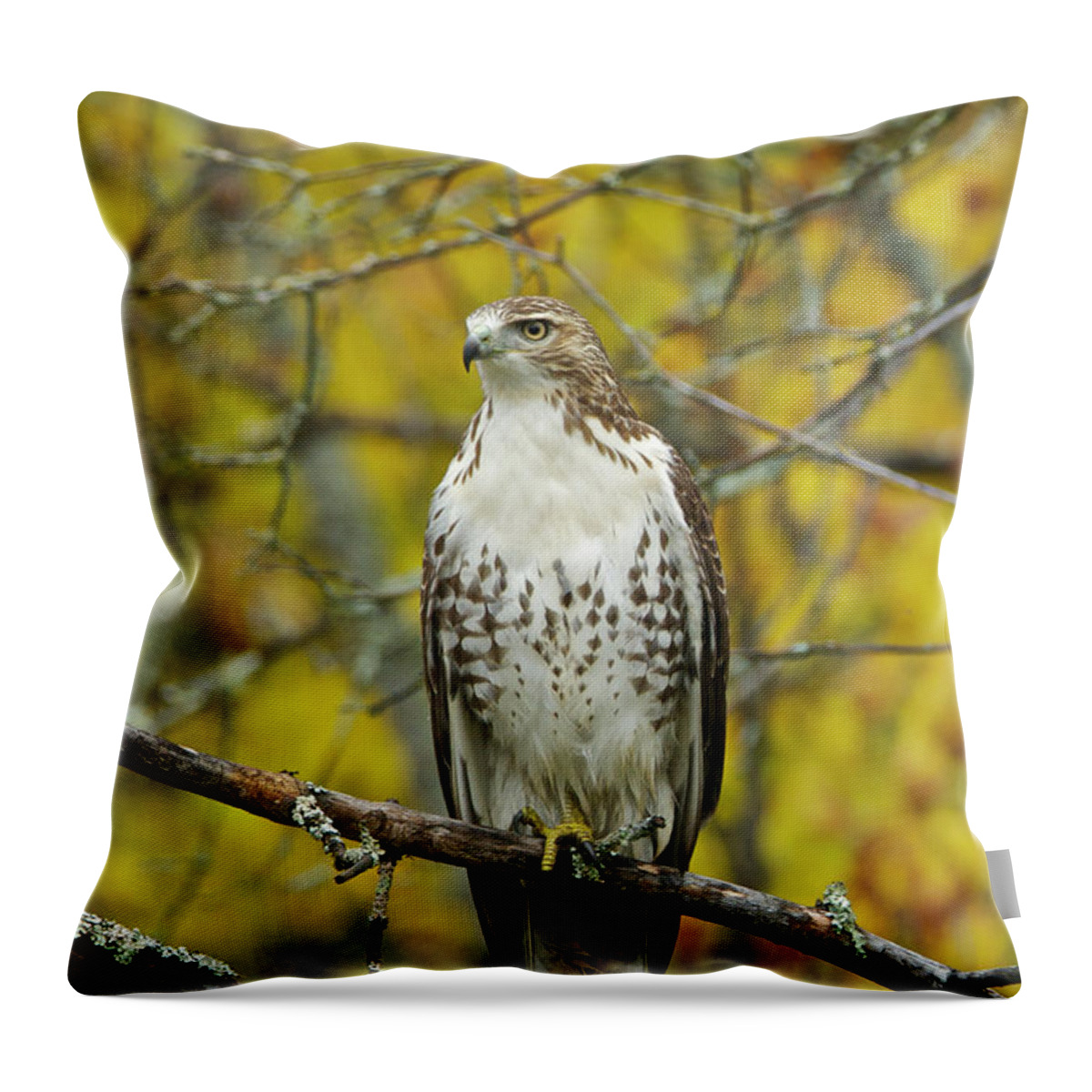 Red Throw Pillow featuring the photograph Red Tail Hawk 9888 by Michael Peychich