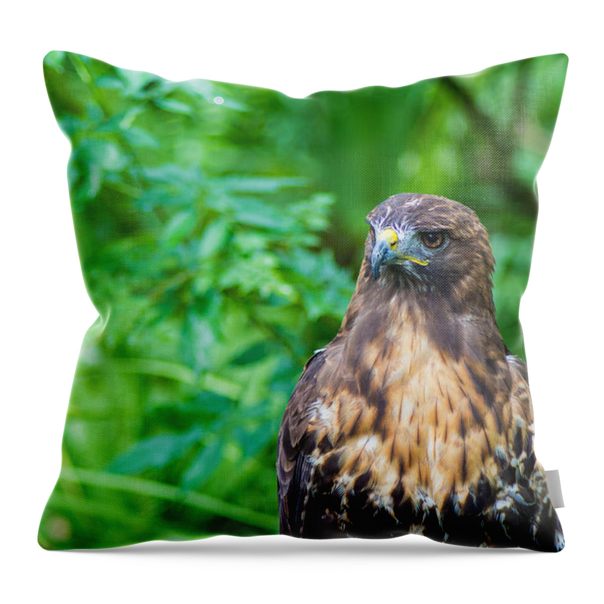 Red Tail Throw Pillow featuring the photograph Red Tail Hawk Macro by Shannon Harrington