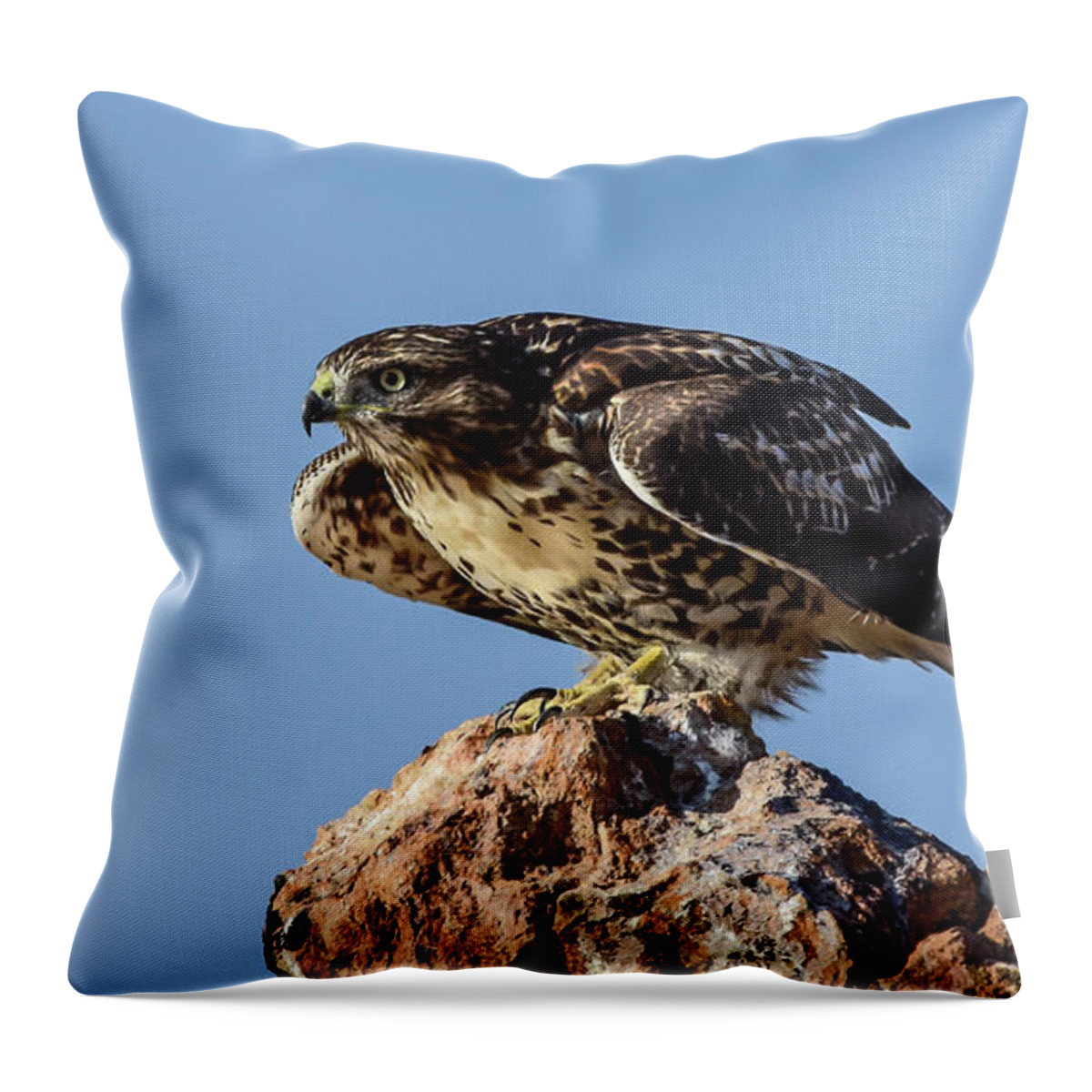 Raptor Throw Pillow featuring the photograph Red Tailed Hawk 11 by Rick Mosher