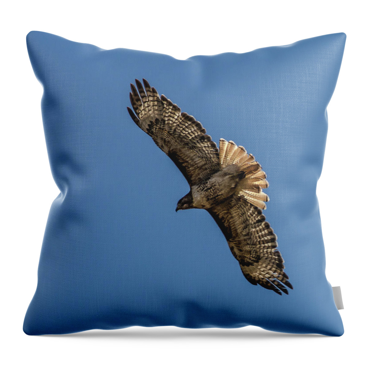 Hawk Throw Pillow featuring the photograph Red Tailed Hawk 3 by Rick Mosher