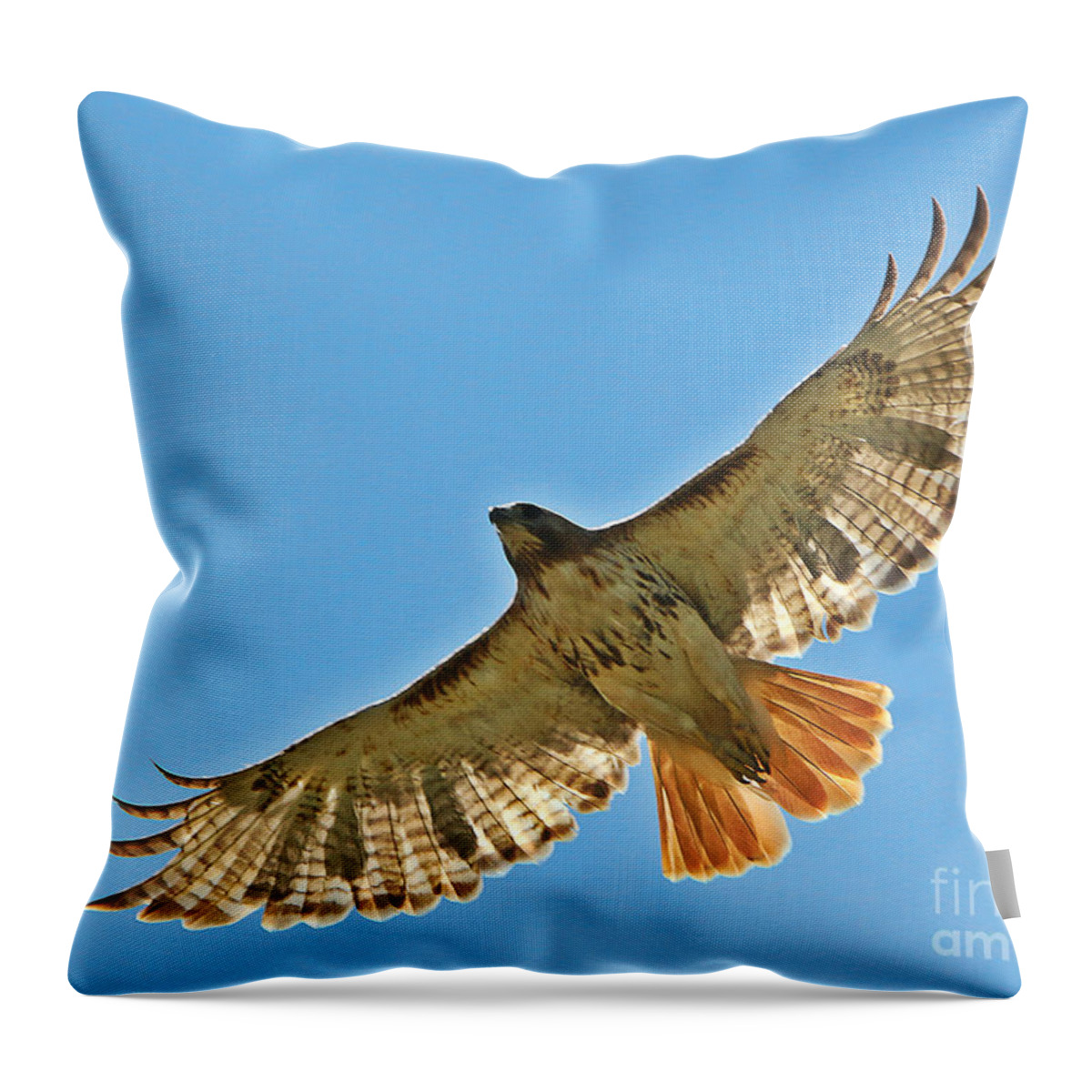 Birds Throw Pillow featuring the photograph Red Tailed Hawk 5834 by Jack Schultz