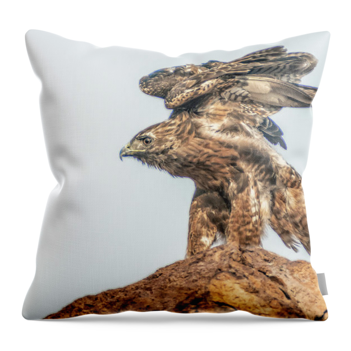 Raptor Throw Pillow featuring the photograph Red Tailed Hawk 9 by Rick Mosher