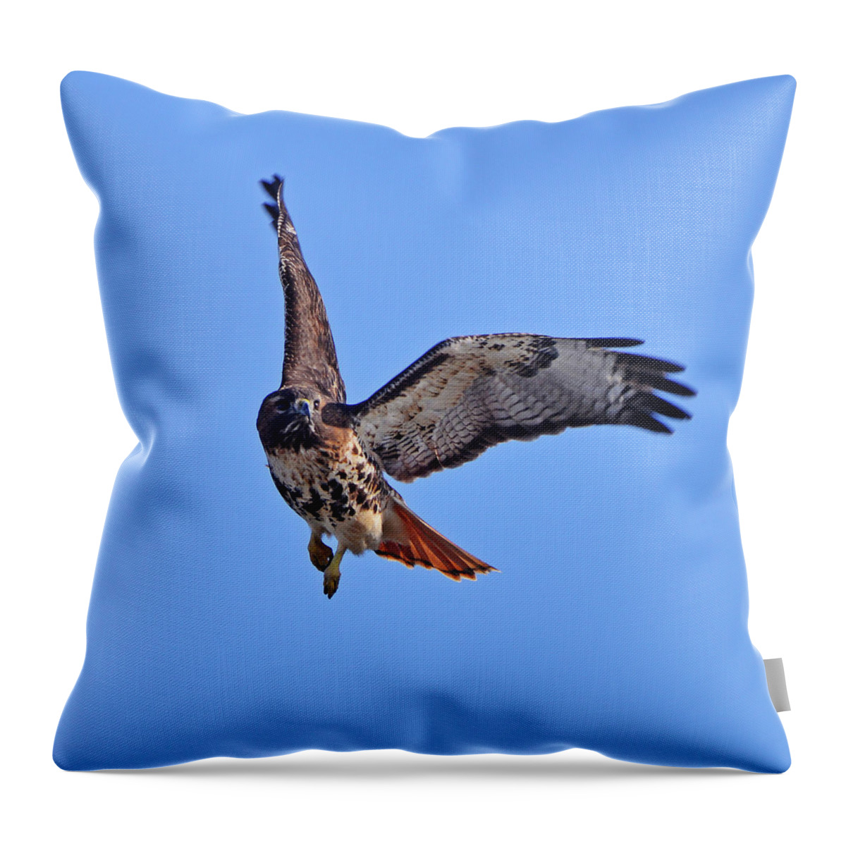 Red-tailed Hawk Throw Pillow featuring the photograph Red-tailed Hawk in Flight by Ken Stampfer