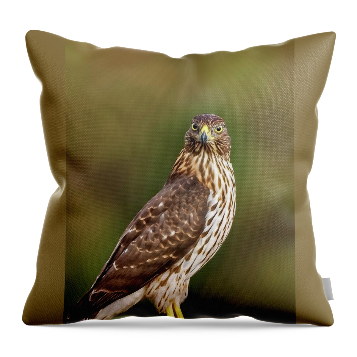 Amelia Island Throw Pillow featuring the photograph Red-Tailed Hawk by Peter Lakomy