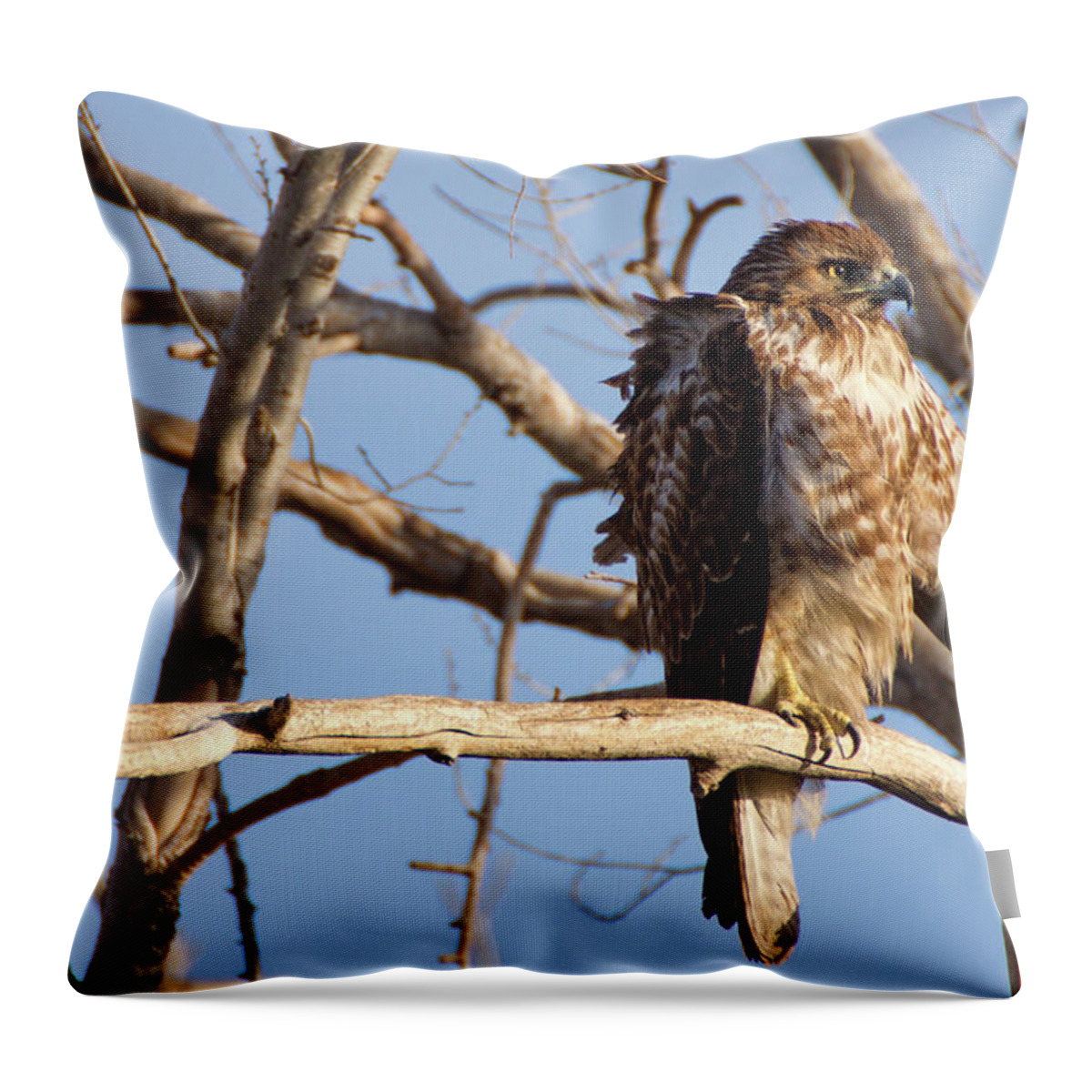 Hawk Throw Pillow featuring the photograph Red Tailed by John De Bord