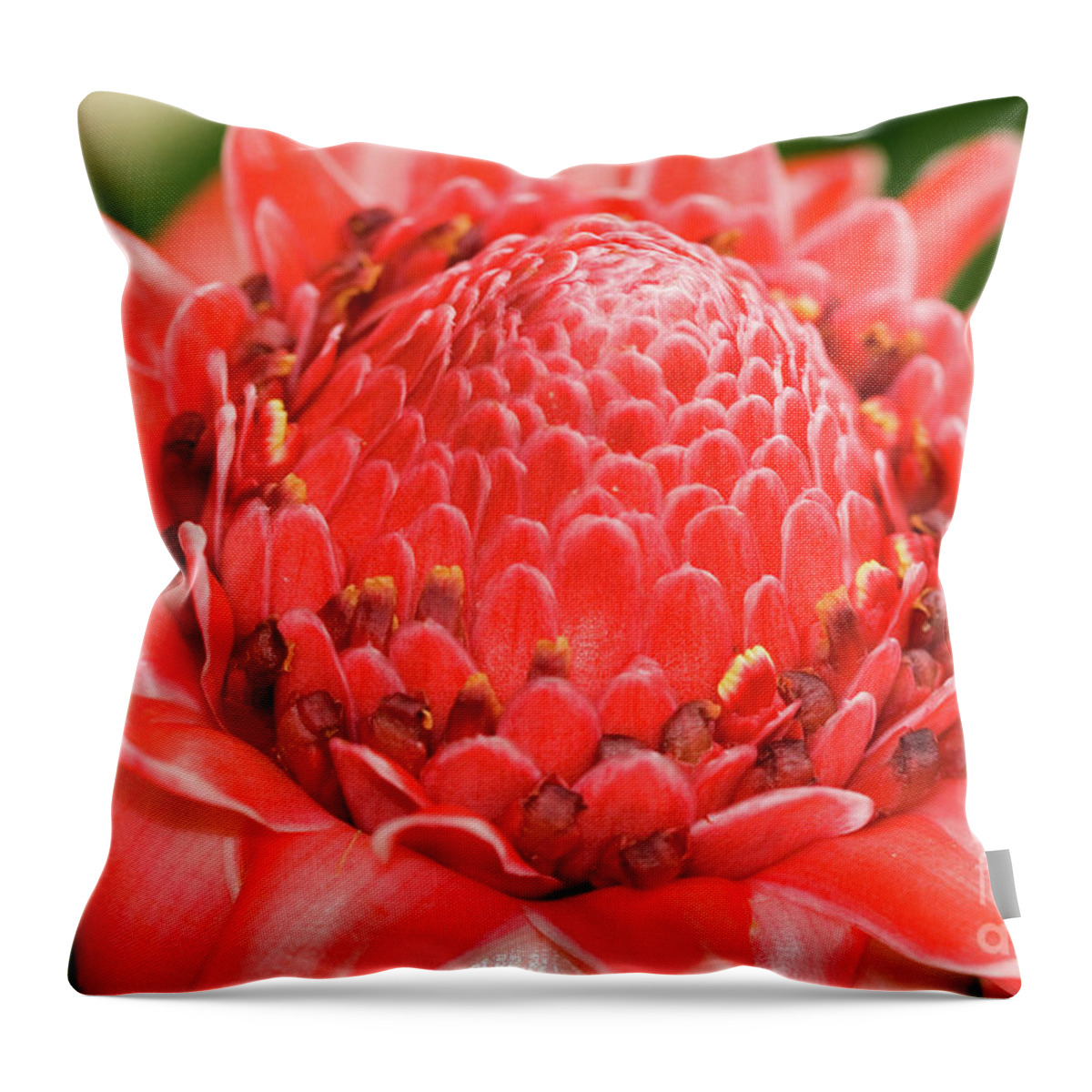 Bot Throw Pillow featuring the photograph Red Torch Ginger by Scott Pellegrin