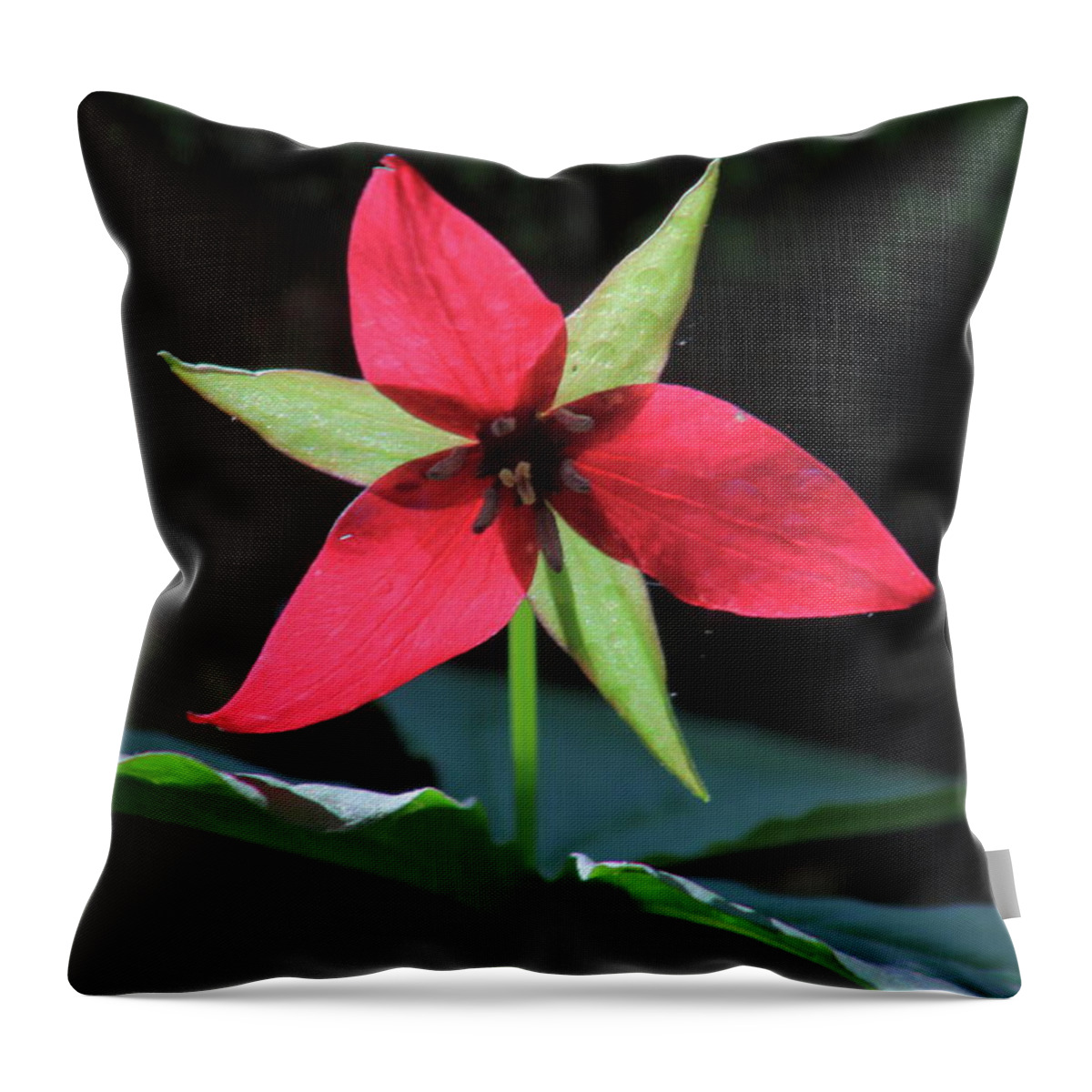 Wildflower Throw Pillow featuring the photograph Red Trillium Wildflower by John Burk