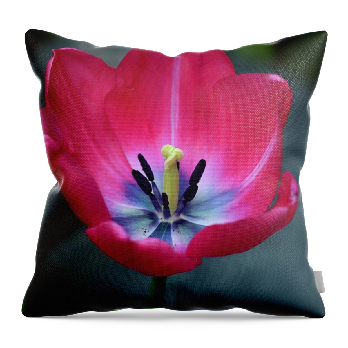 Tulip Throw Pillow featuring the photograph Red tulip blossom with stamen and petals and pistil by Imran Ahmed