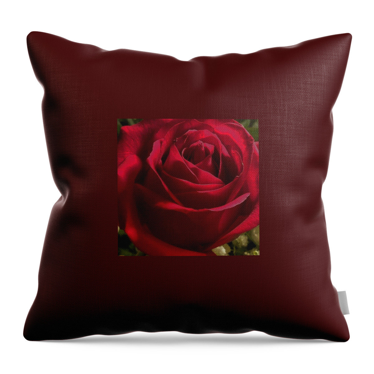 Red Rose Throw Pillow featuring the photograph Red Velvet by Charley Upton