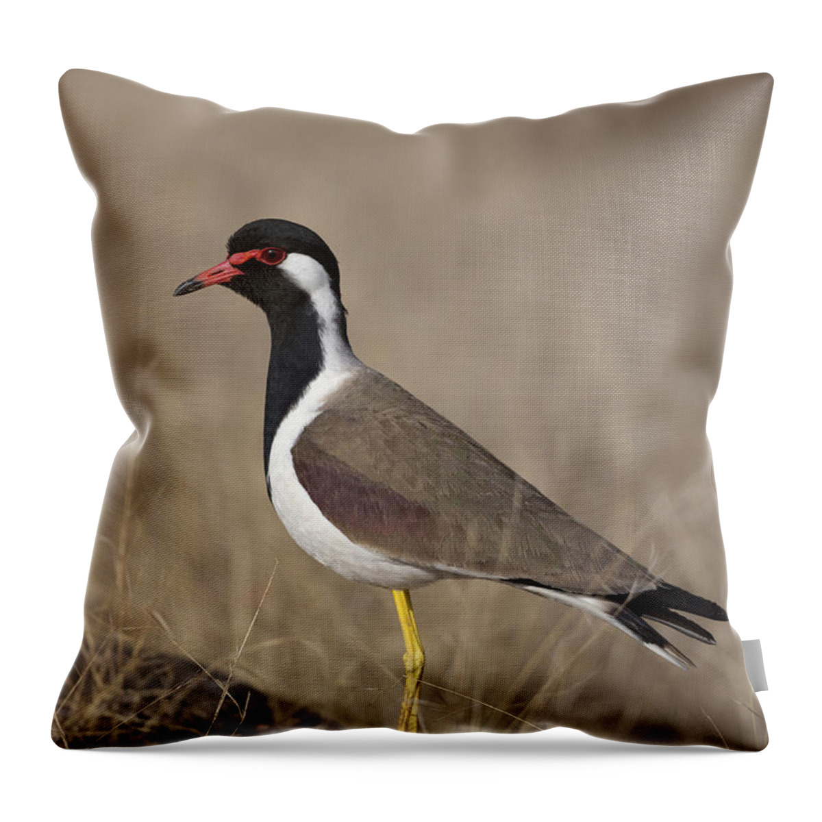 Red-wattled Lapwing Throw Pillow featuring the photograph Red-wattled Lapwing by Bernd Rohrschneider/FLPA