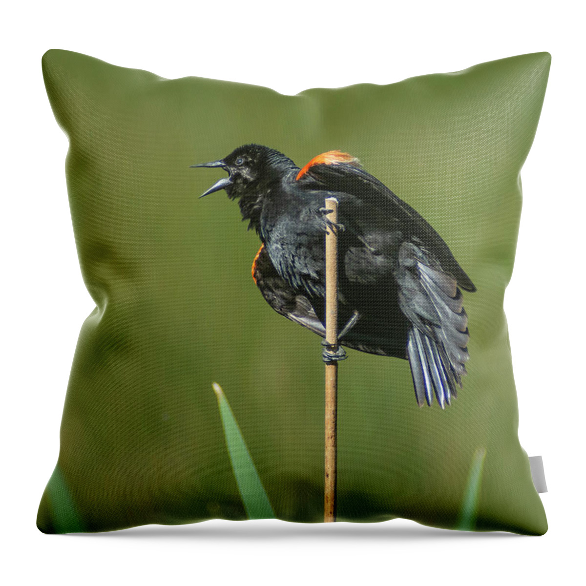 Red Winged Blackbird Throw Pillow featuring the photograph Red Winged BB by Rick Mosher
