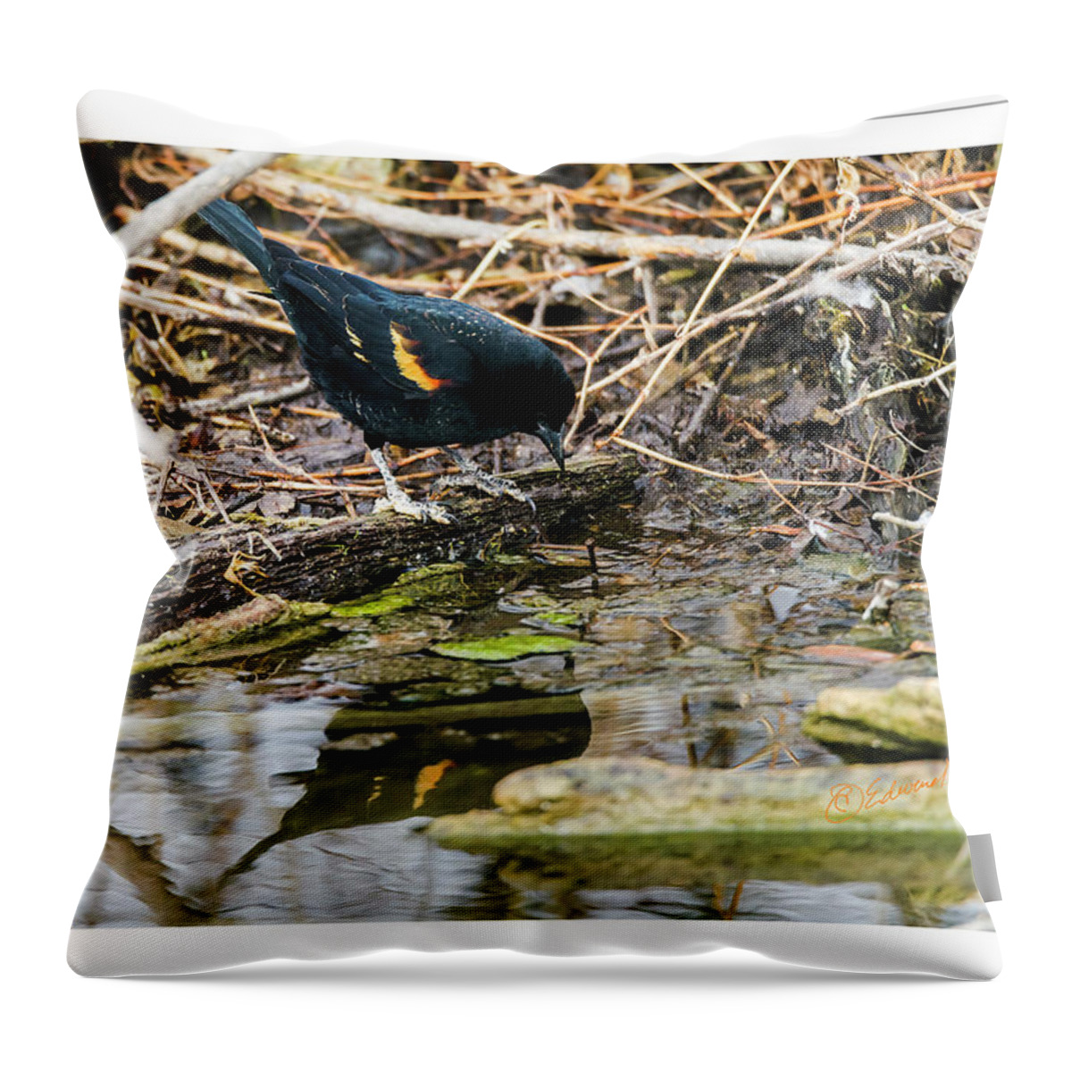 Heron Haven Throw Pillow featuring the photograph Red-winged Black Bird At The Water's Edge by Ed Peterson