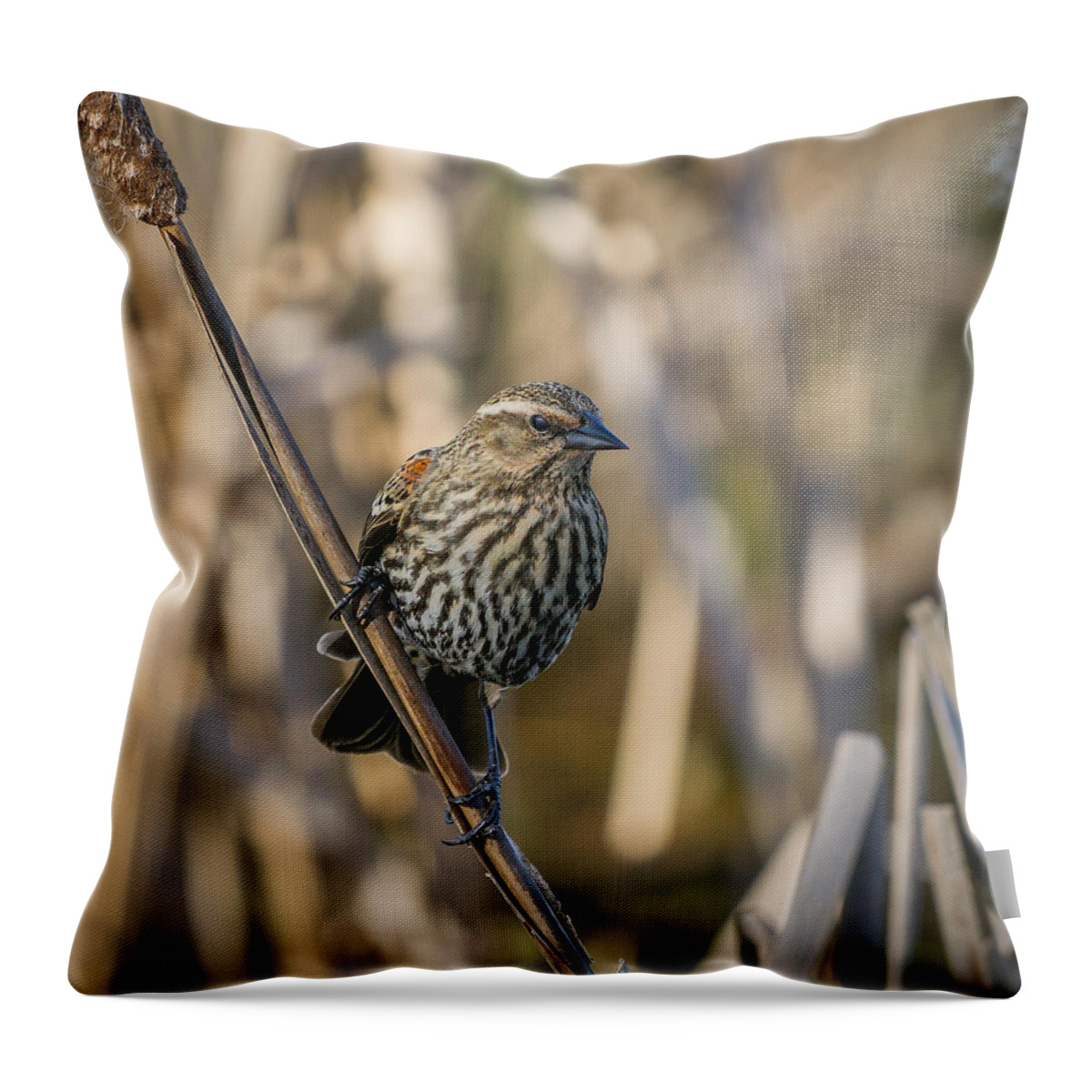 Redwing Throw Pillow featuring the photograph Red-Winged Blackbird-Female by Ken Stanback