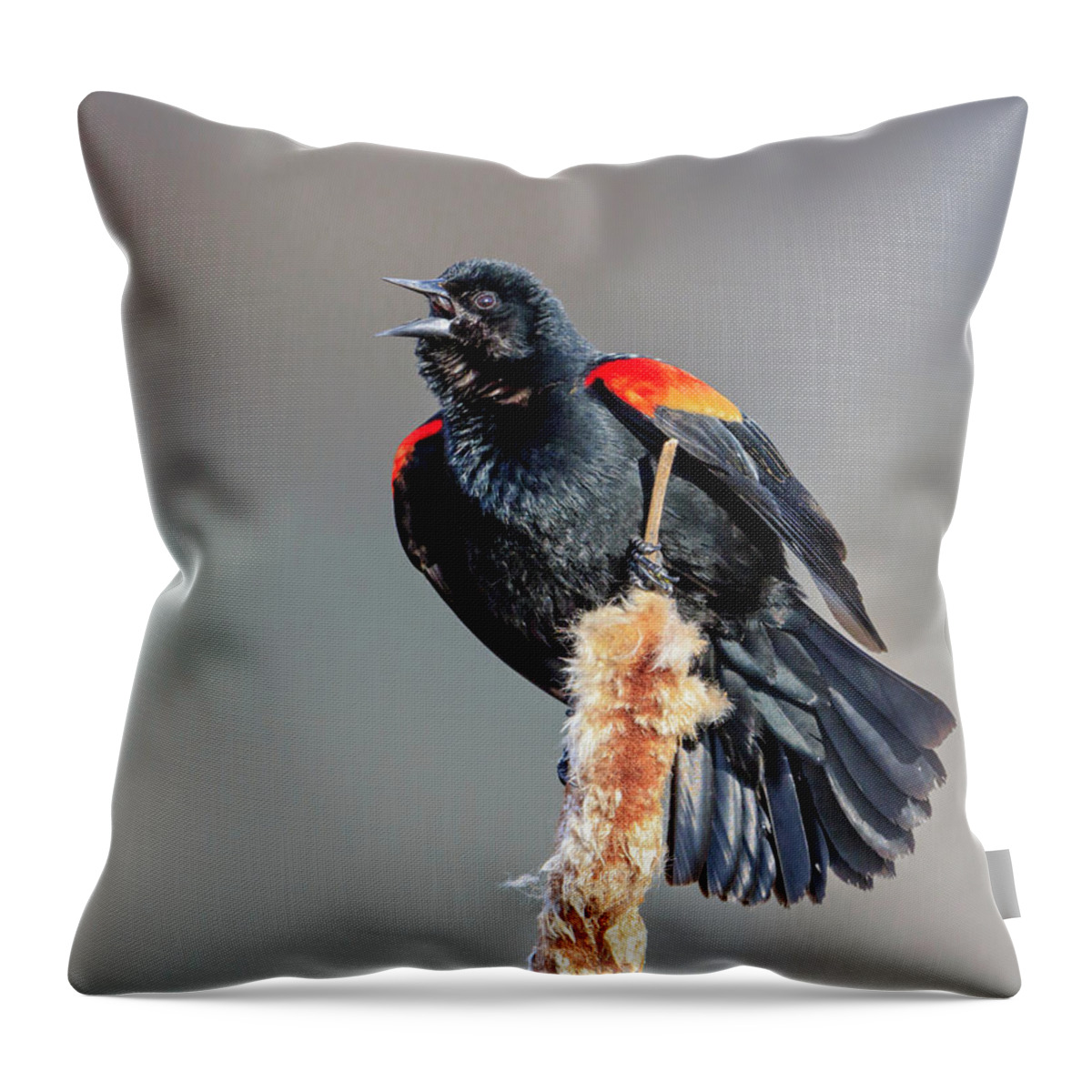 Blackbird Throw Pillow featuring the photograph Red-Winged Blackbird by Jack Bell